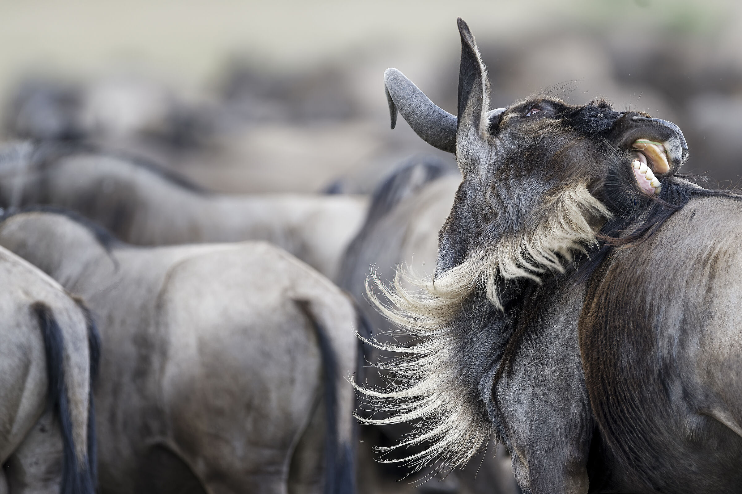 cha fastidio le pulci