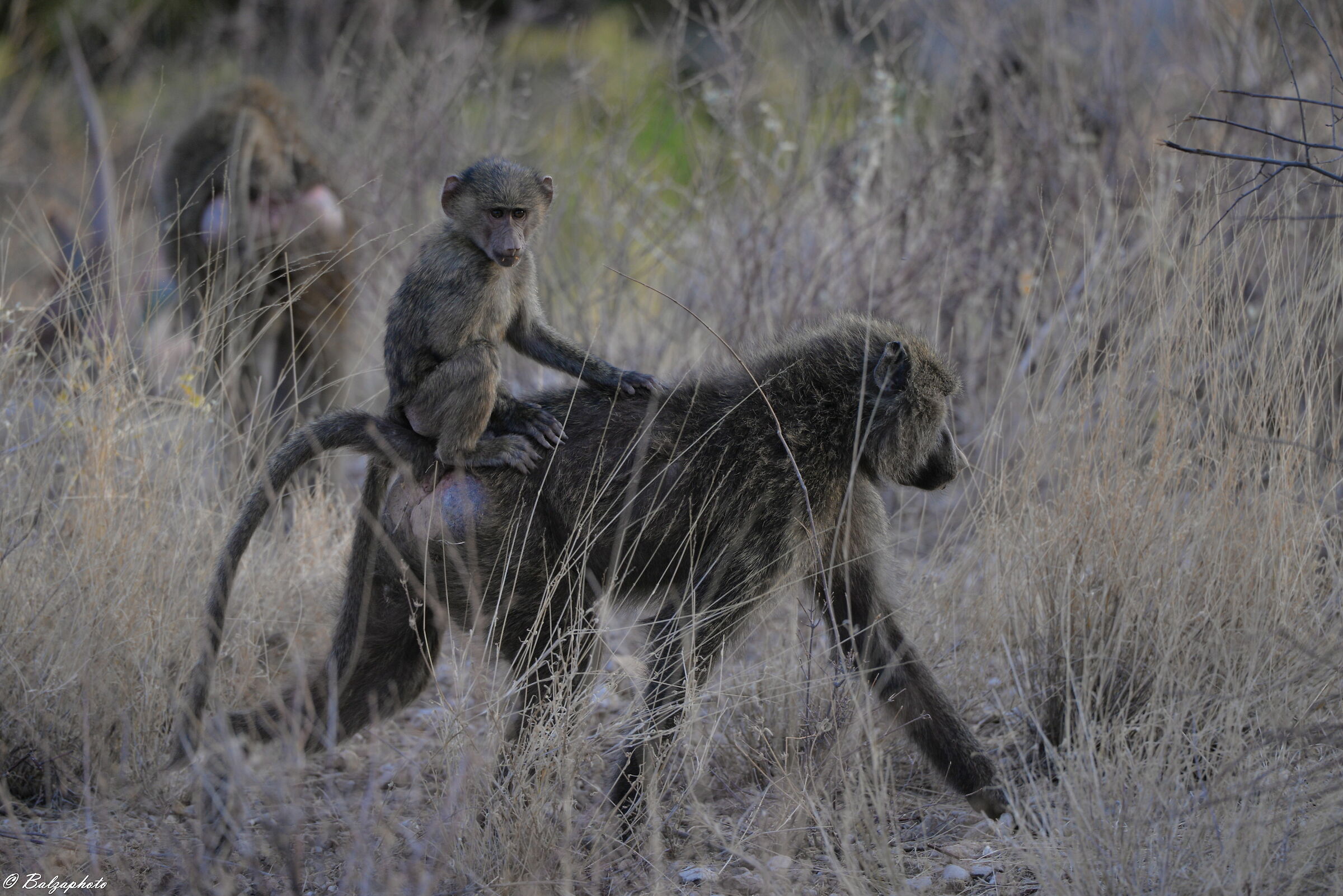 Baboon takes his baby and carries it