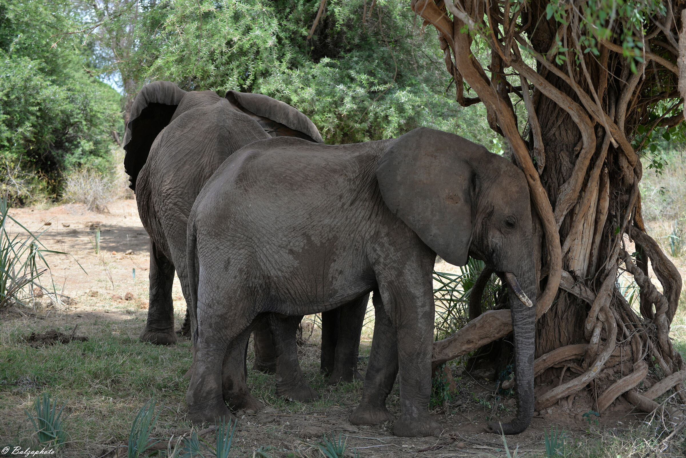 Adult elephant with small