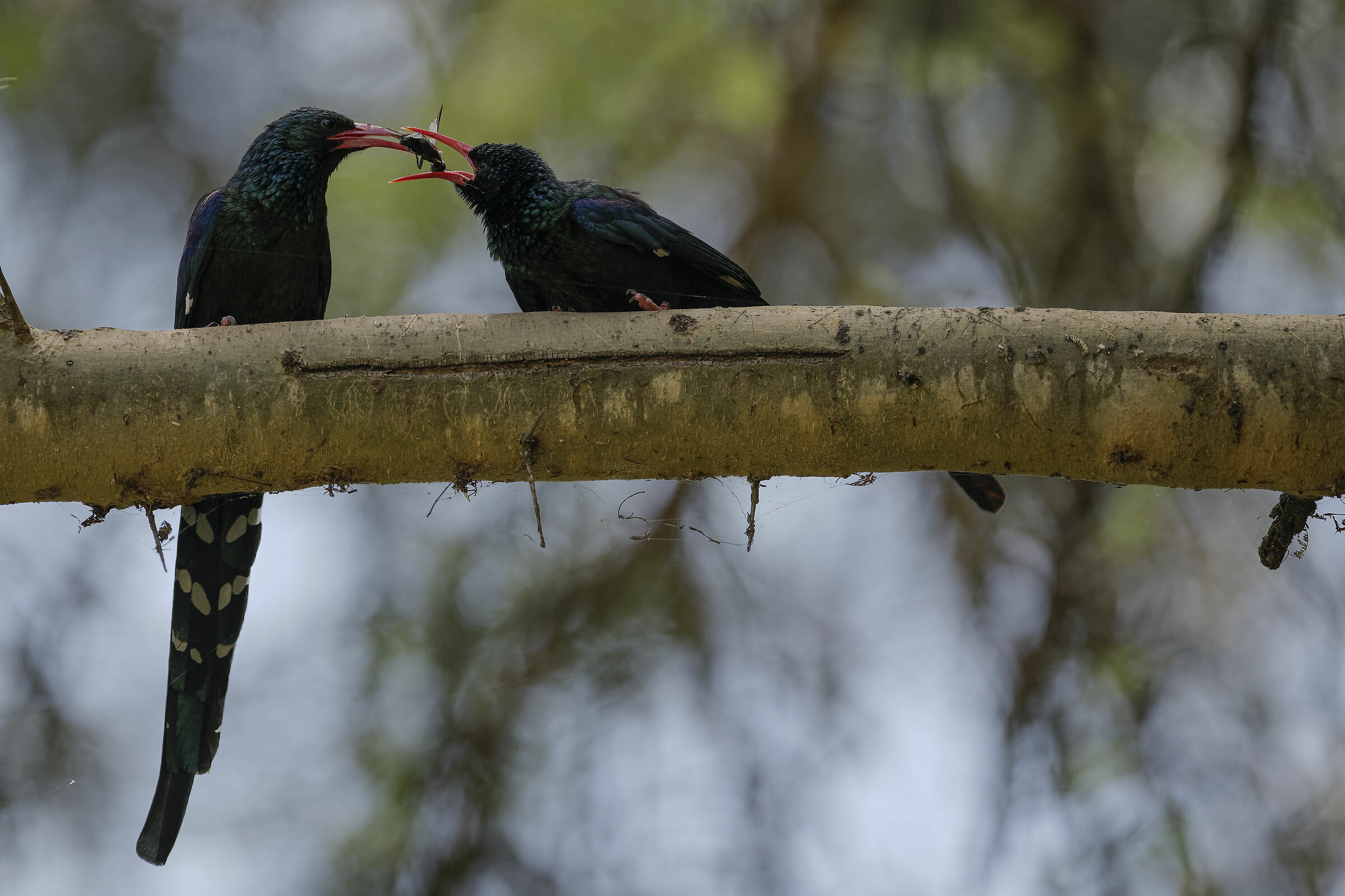 upupa boschereccia verde..l'imbeccata