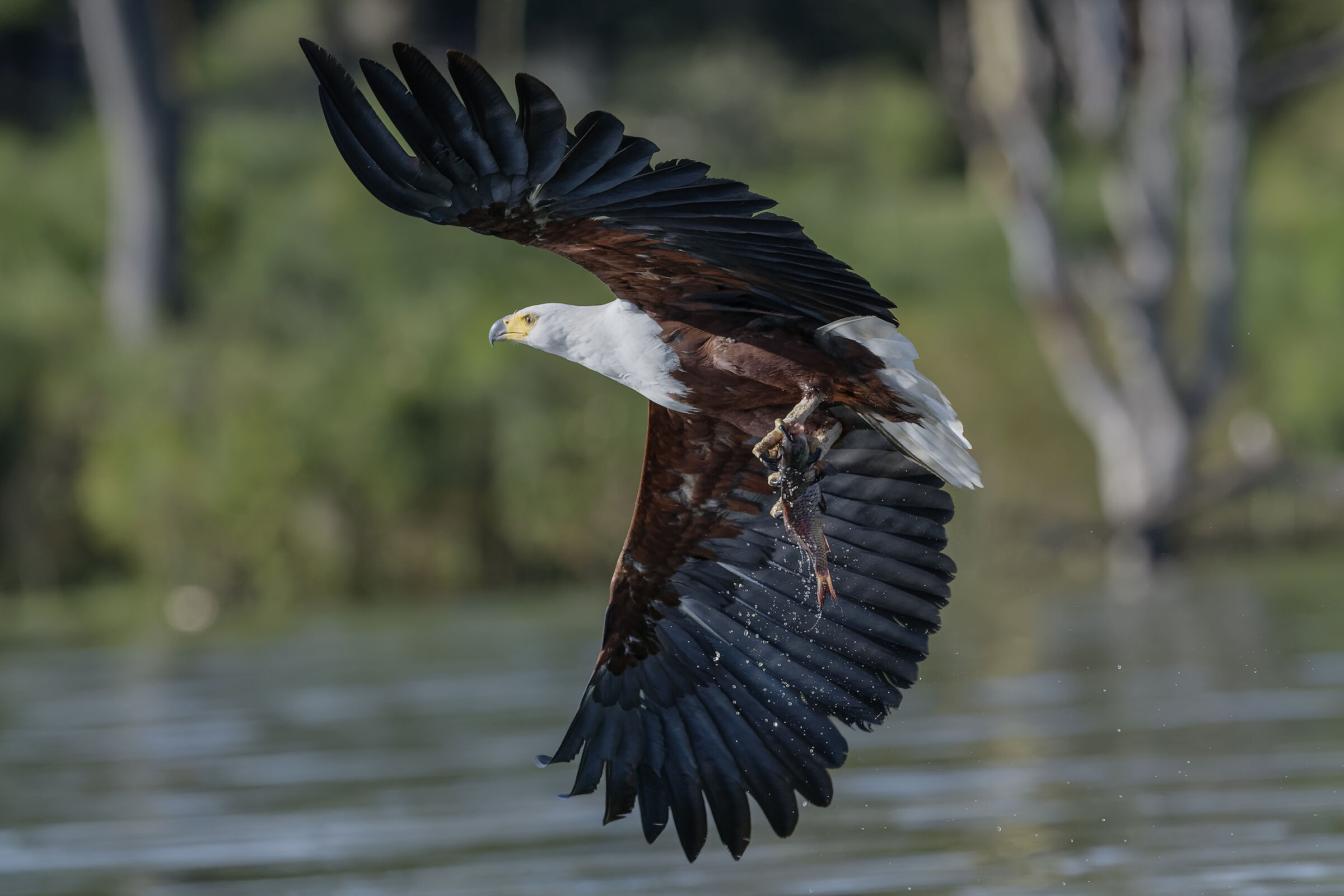 la virata..aquila pescatrice africana