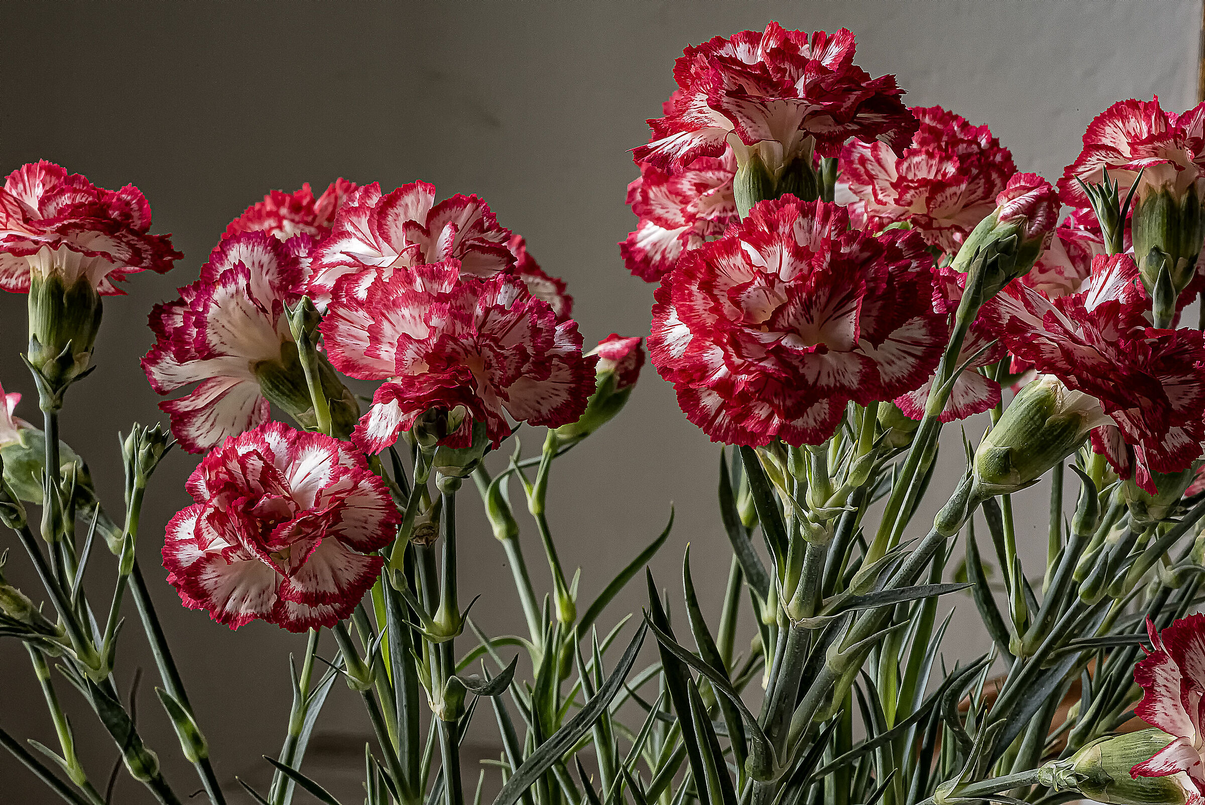 Carnations