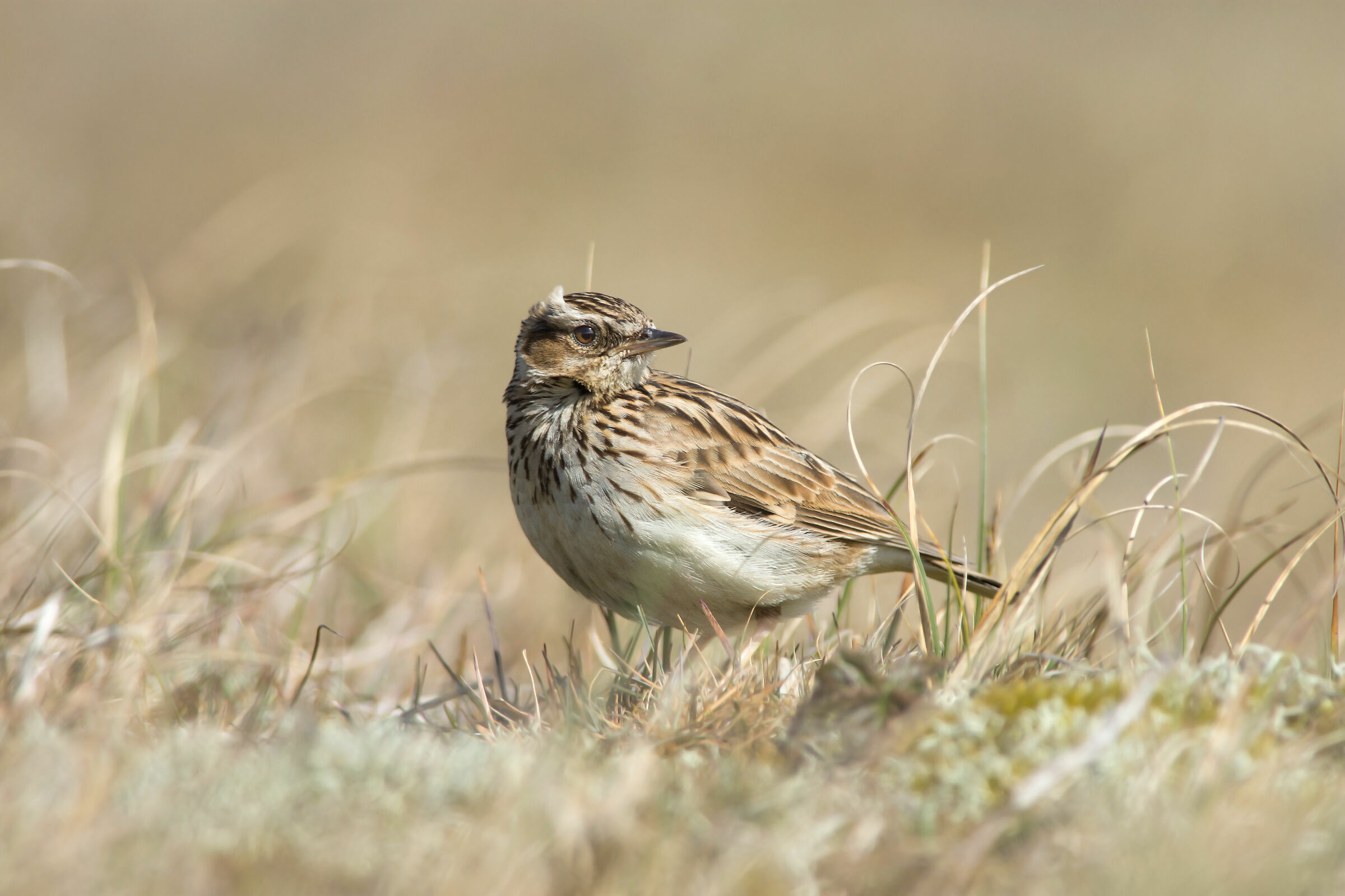 Skylark eurasiatico