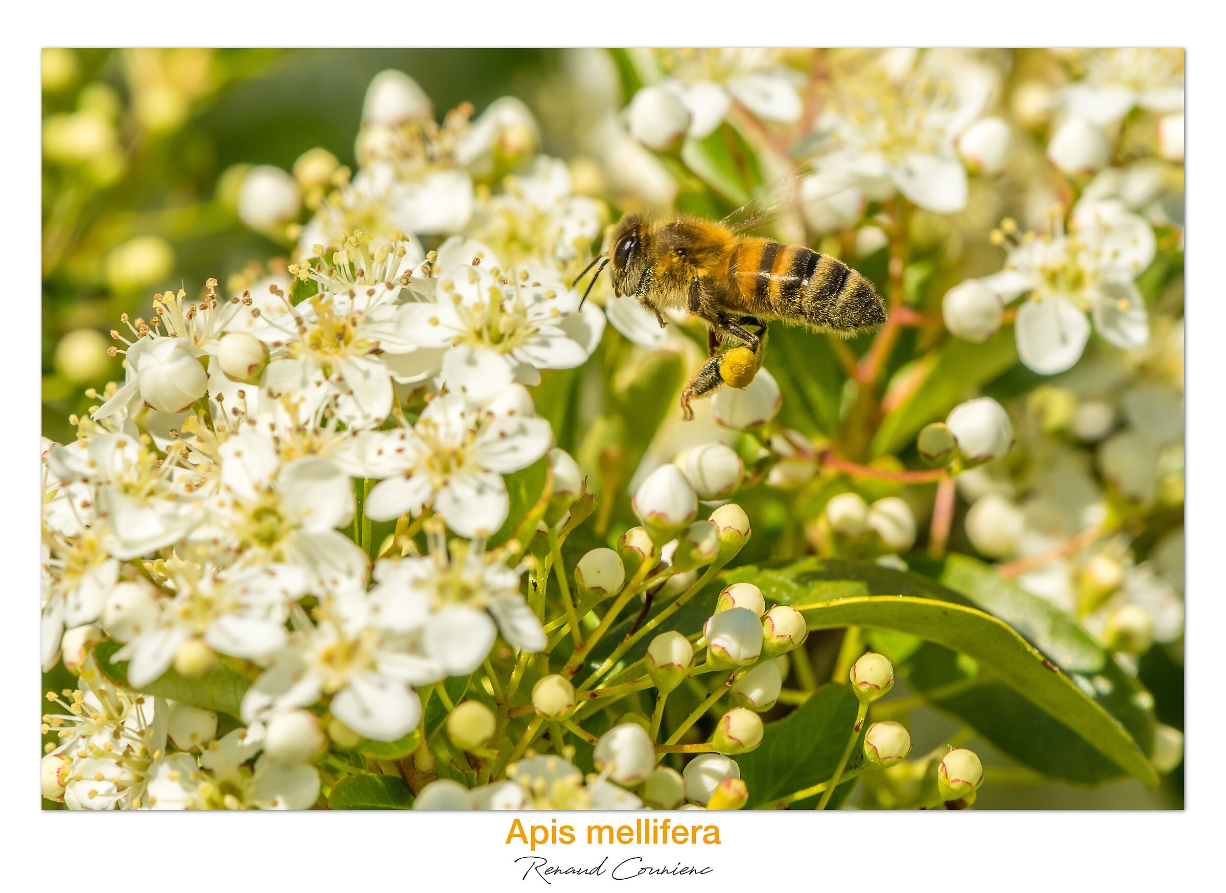Difficile volare con tali sacchetti di polline :)