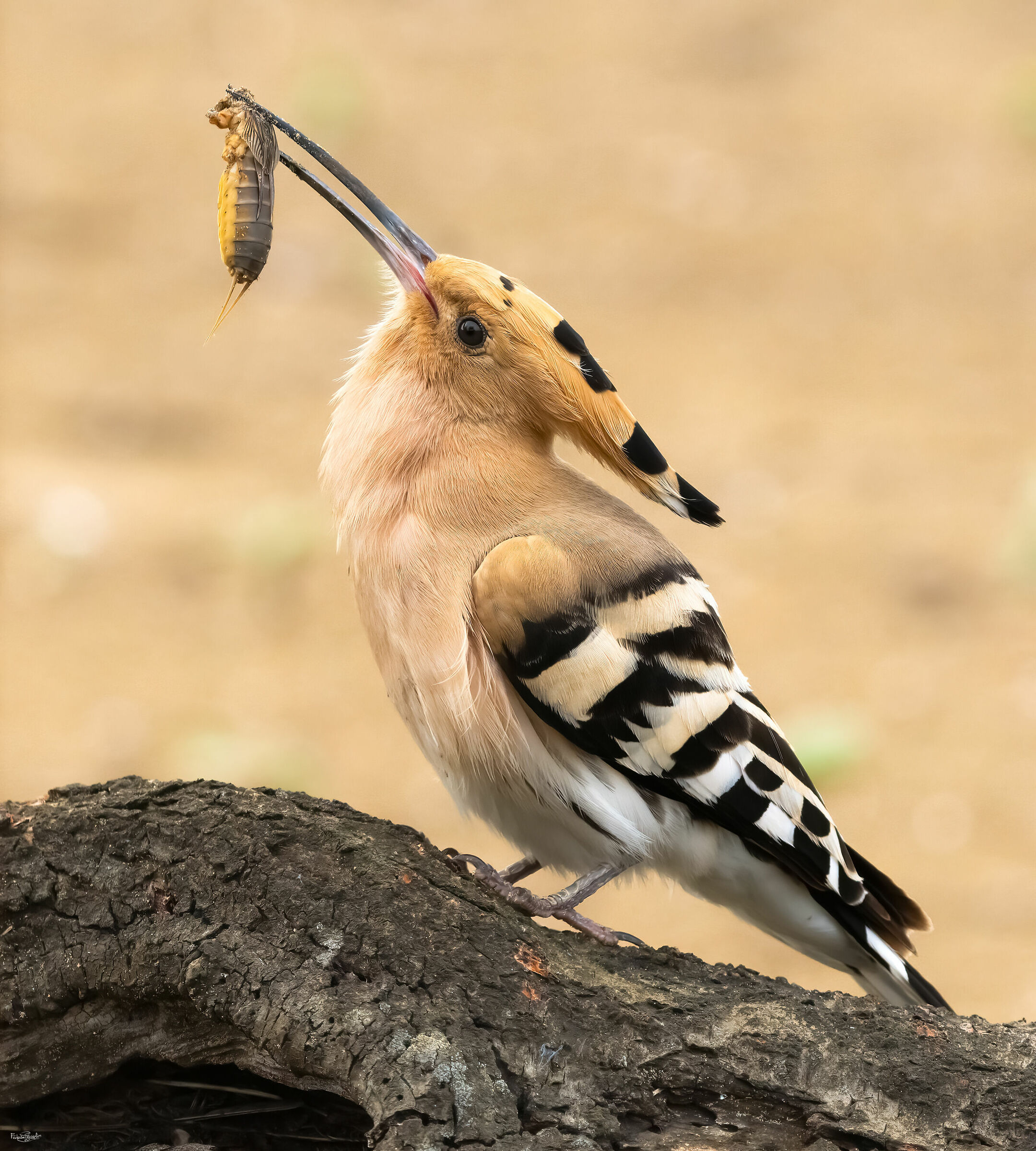Hoopoe