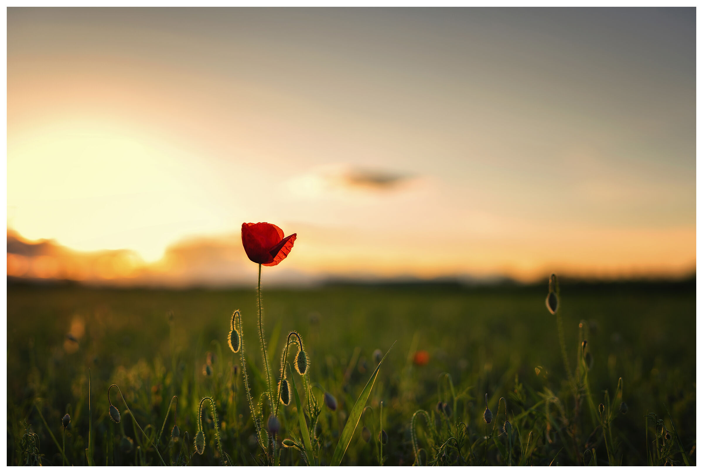 La natura non è in lockdown