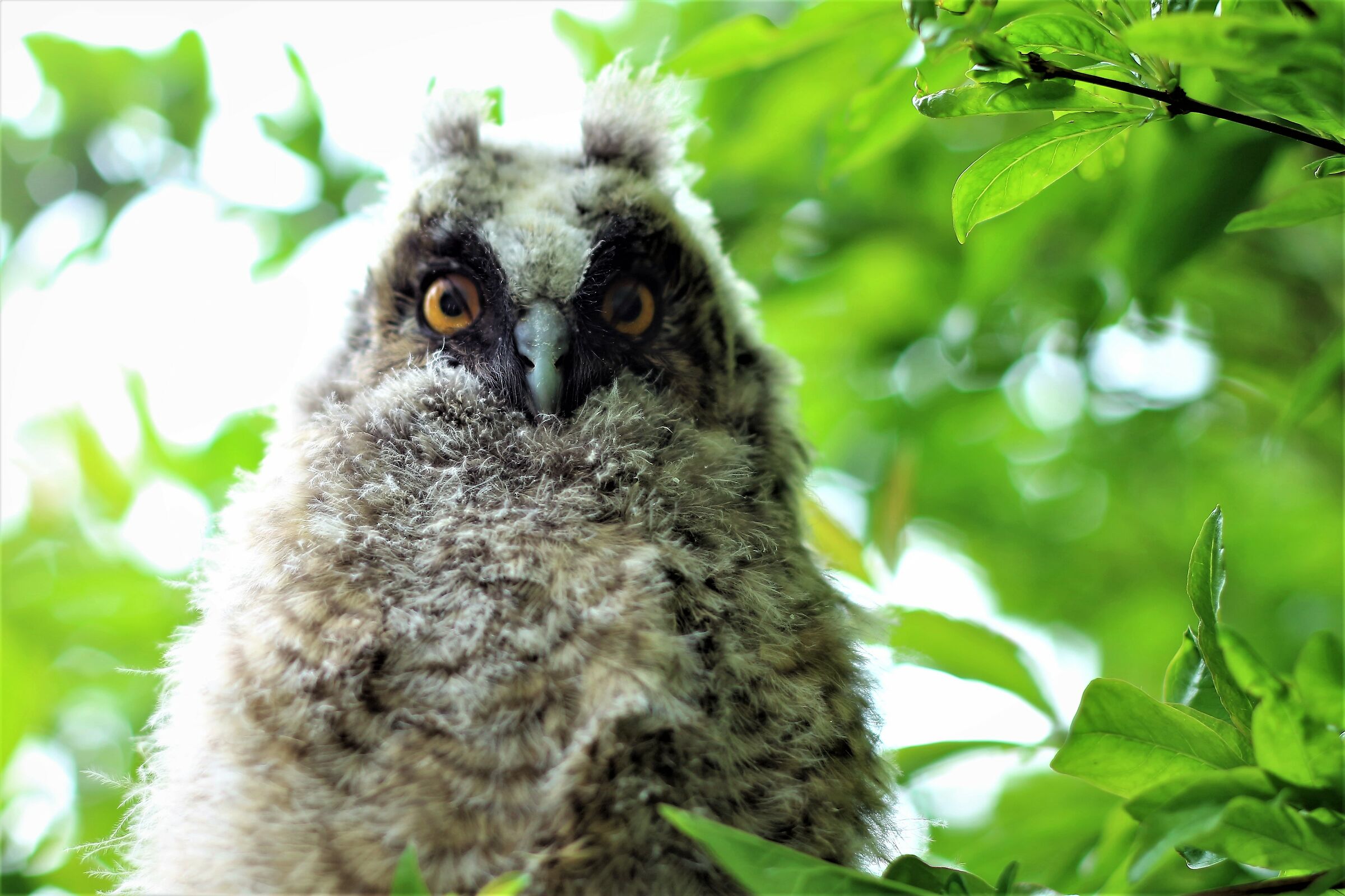 Un altro piccolo amico6