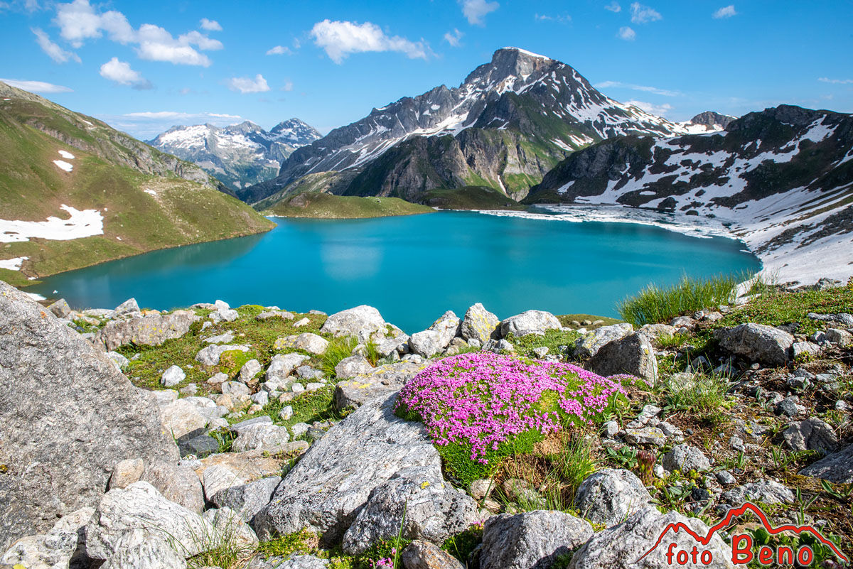 Cuscinetto di Silene acaulis al lago Sruer