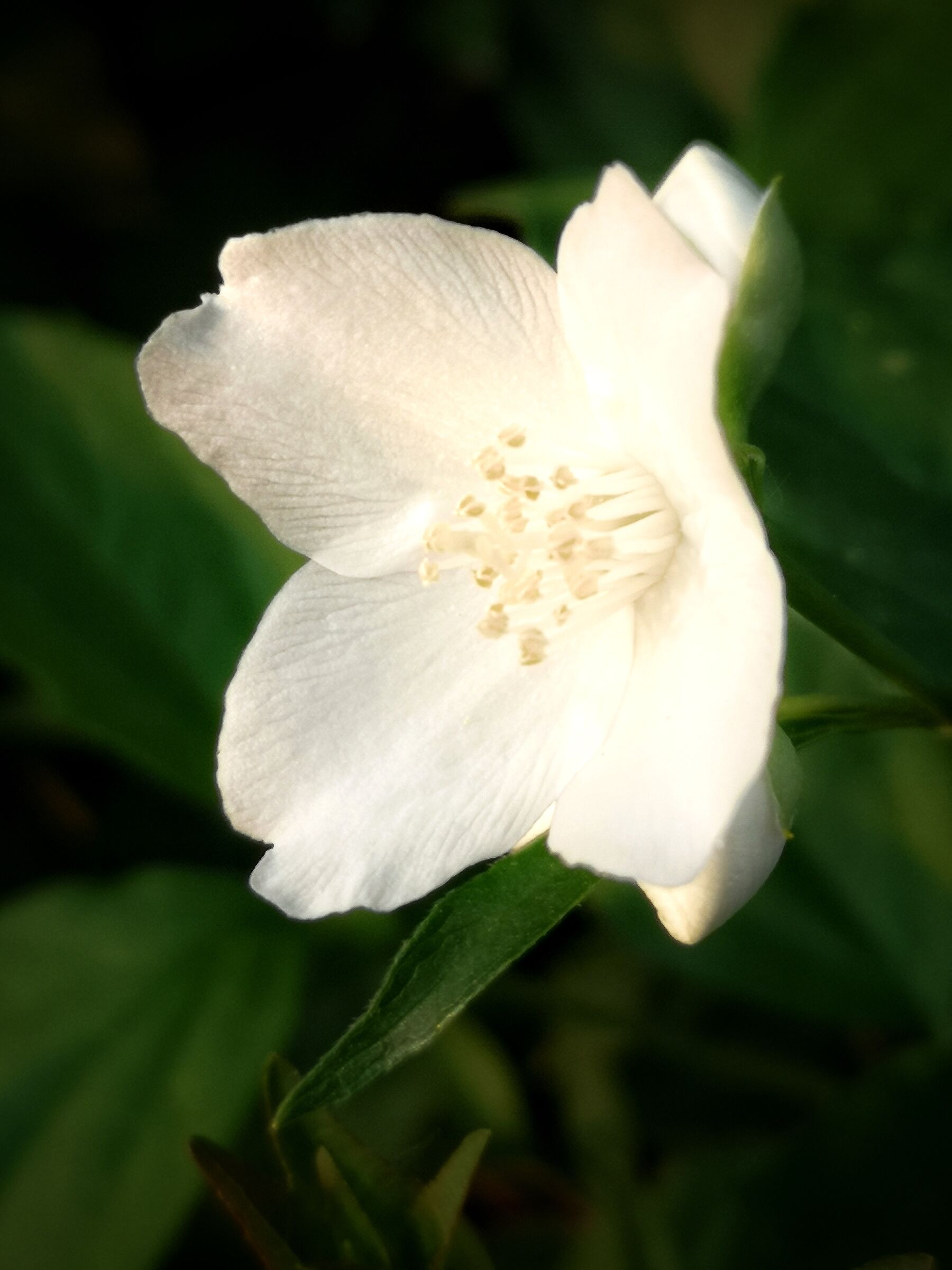 Philadelphus Coronarius