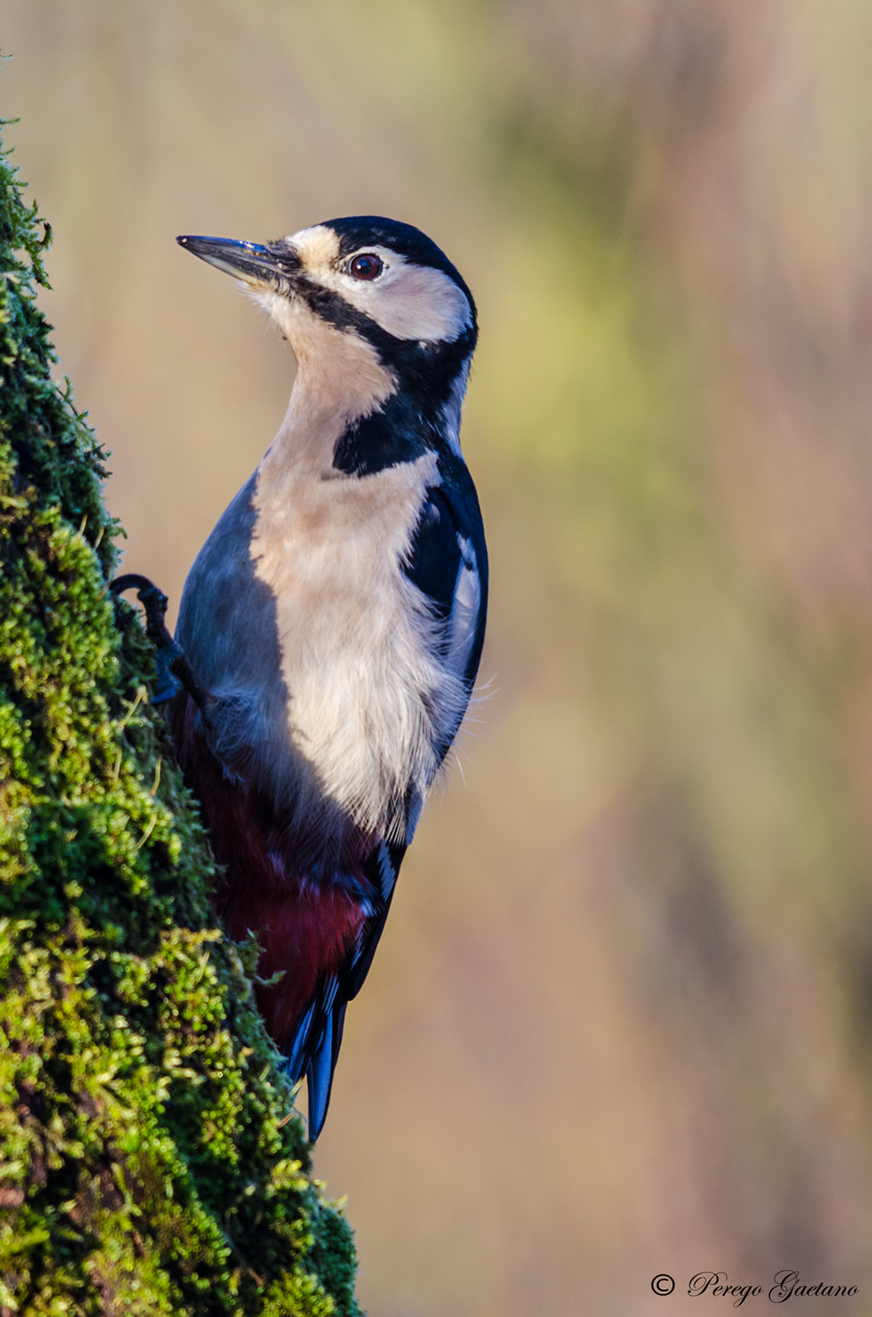 Woodpecker