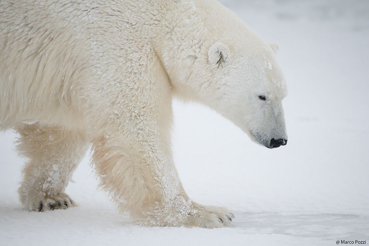 Close-up of a bear