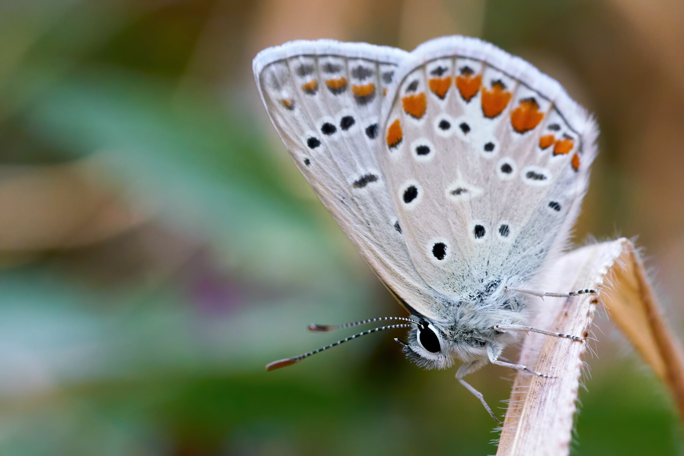 Farfalla in giardino