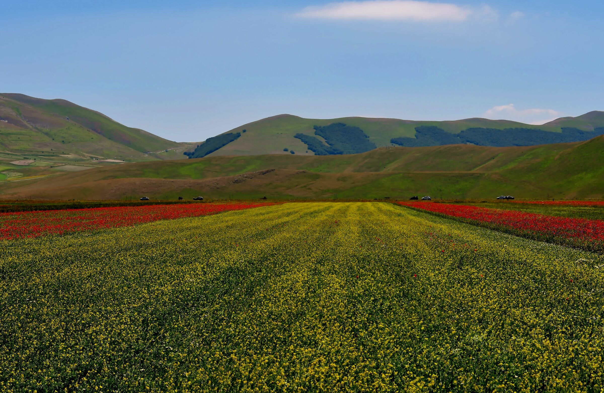 Flowering in Castelluccio di Norcia