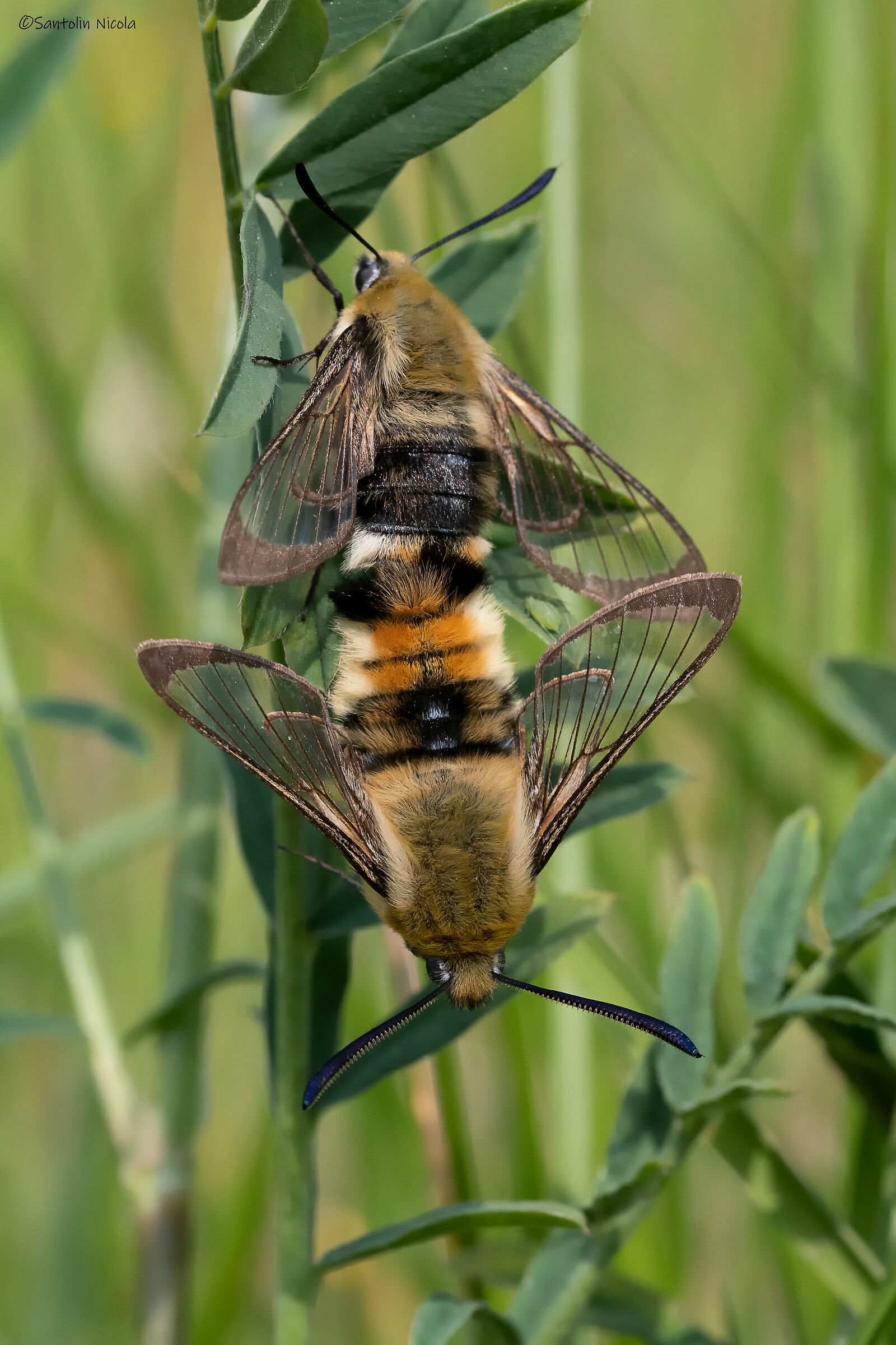 Galio sphinx in mating.