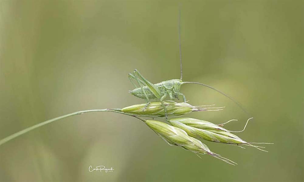 salto ...o non salto???