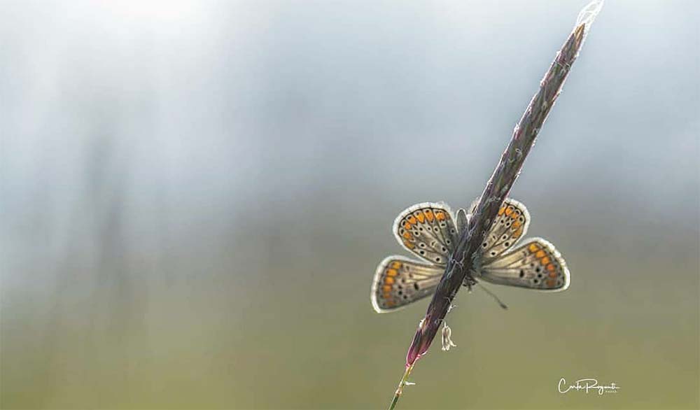 scusatemi le spalle ;)