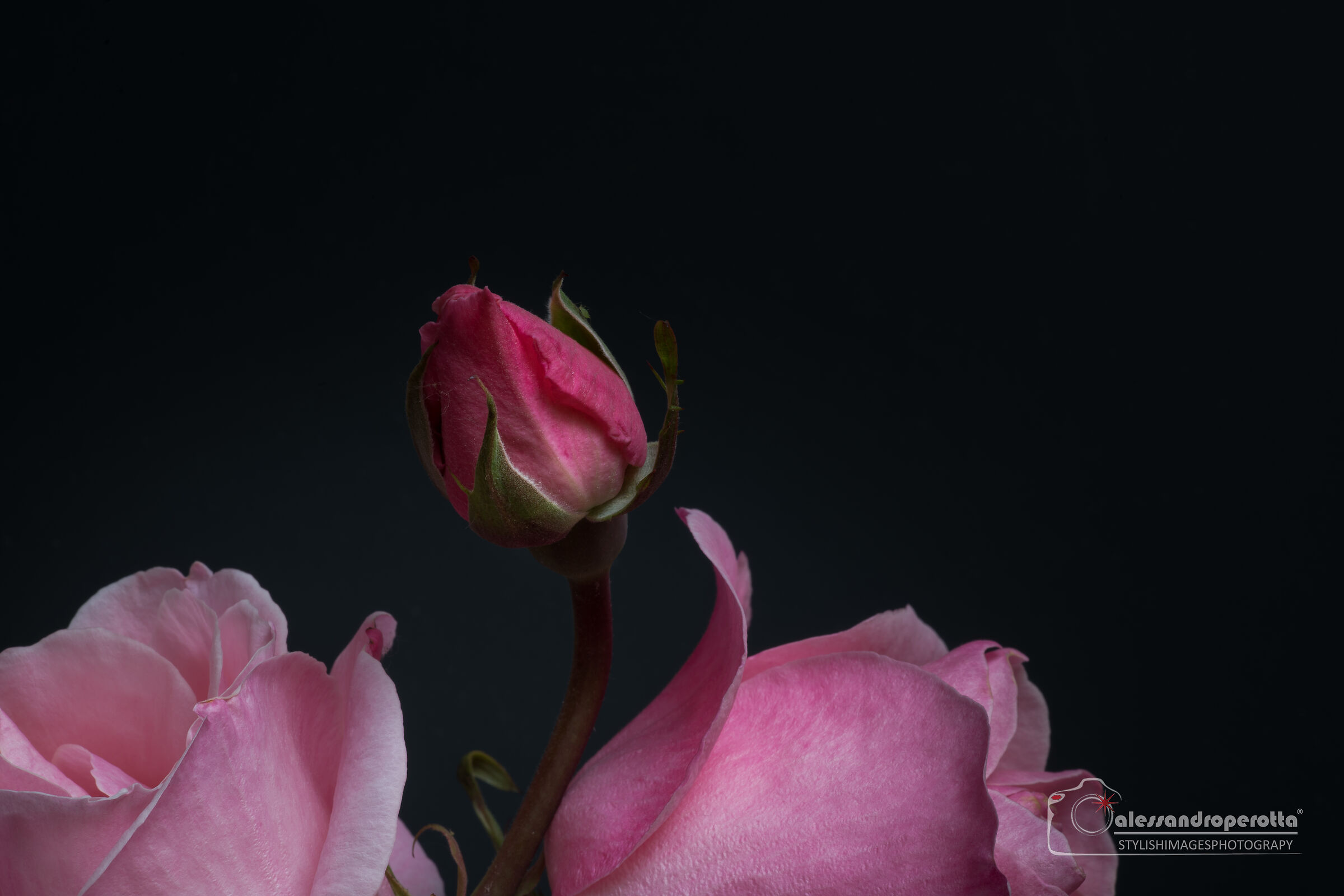 Pink blossom