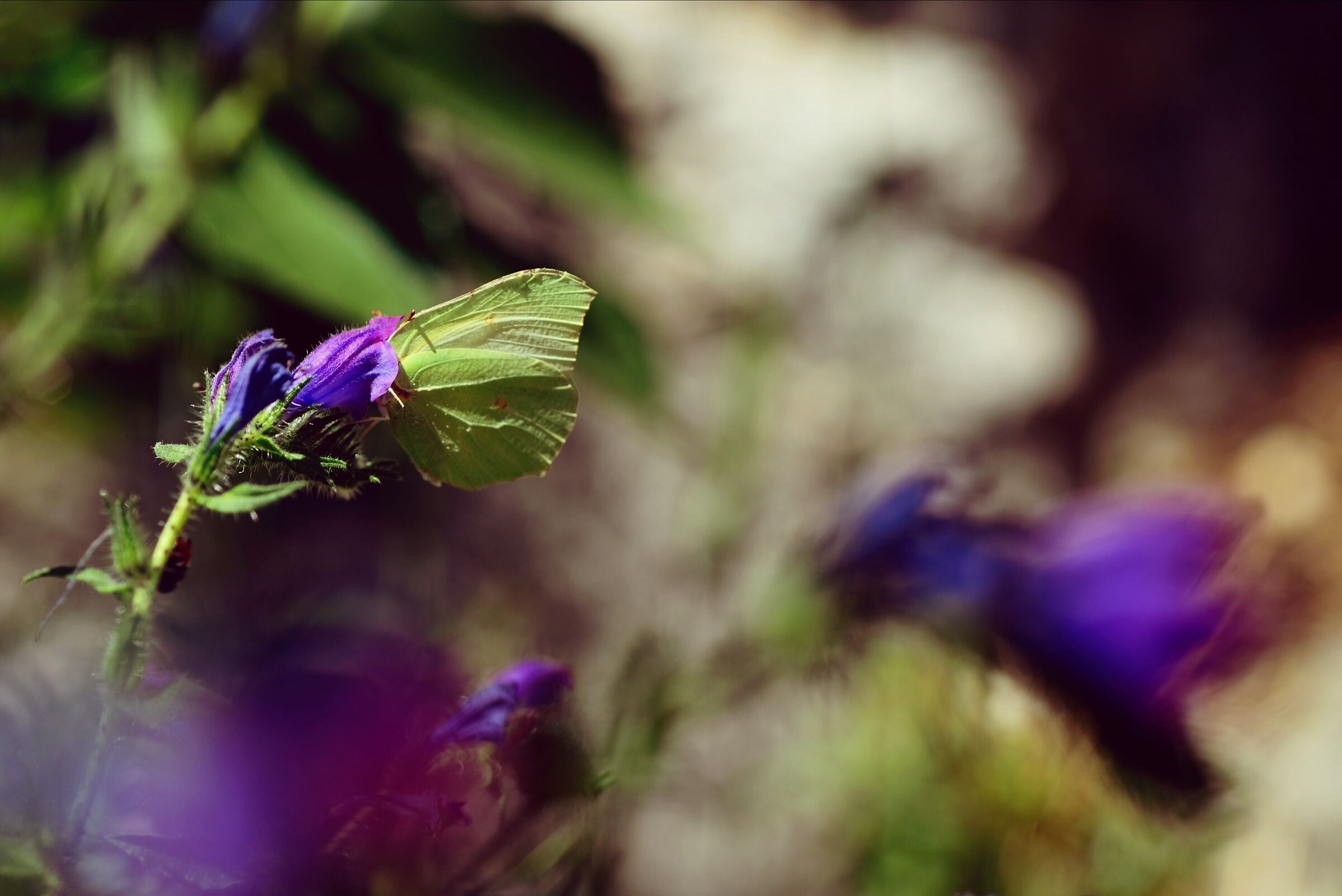 Butterfly or flower?