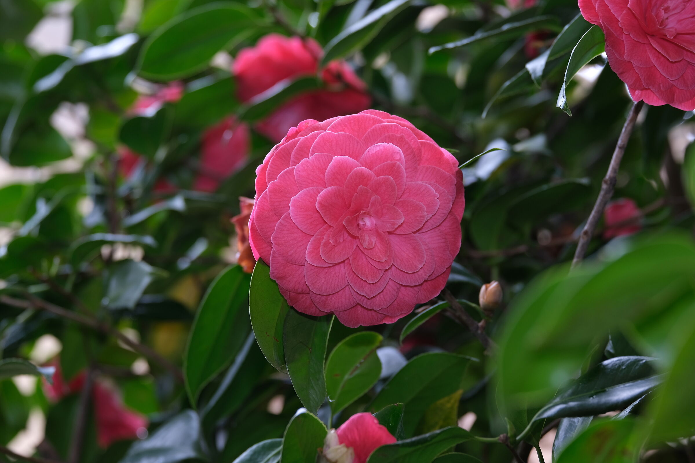 camelia