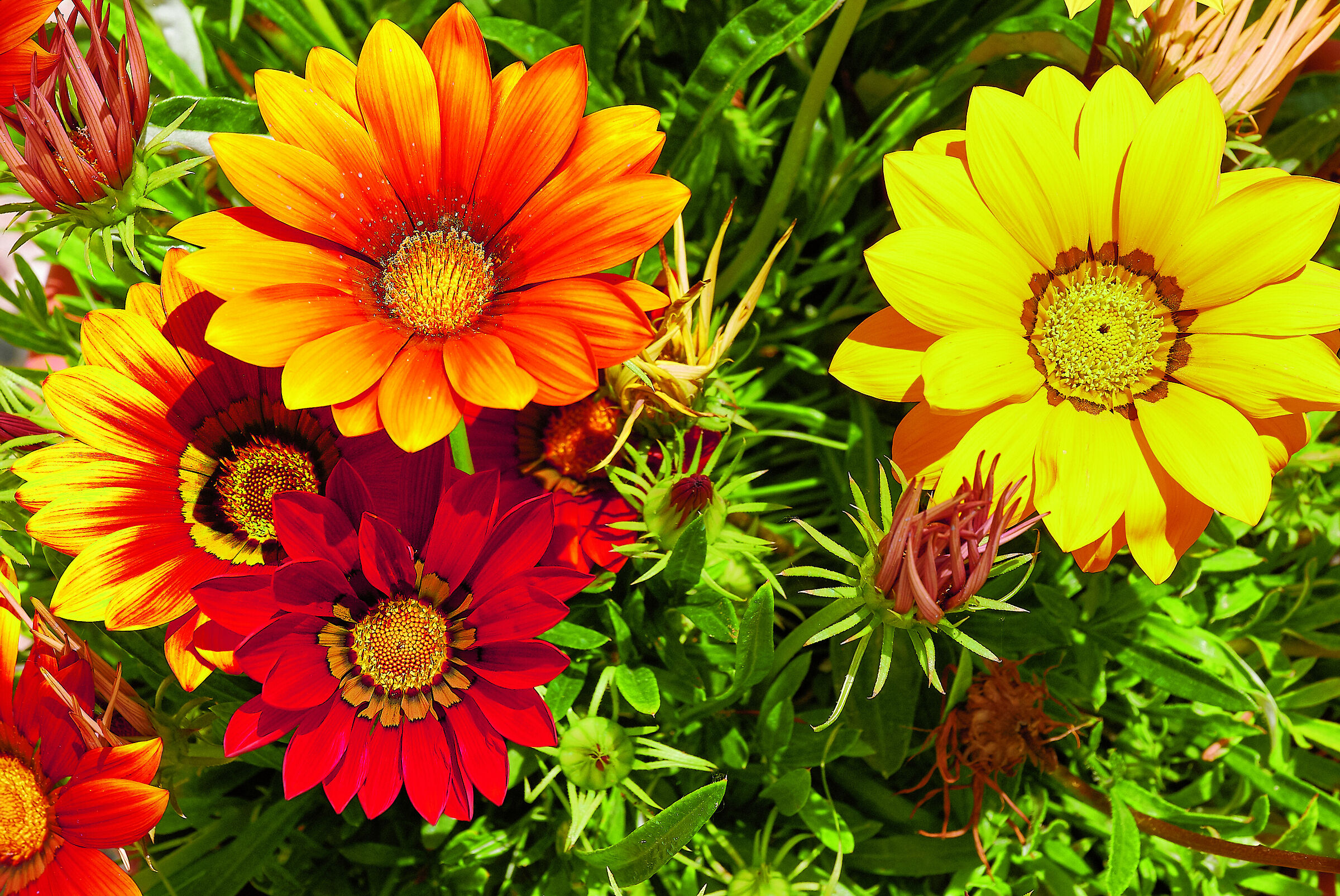 Rosso, giallo e....arancio