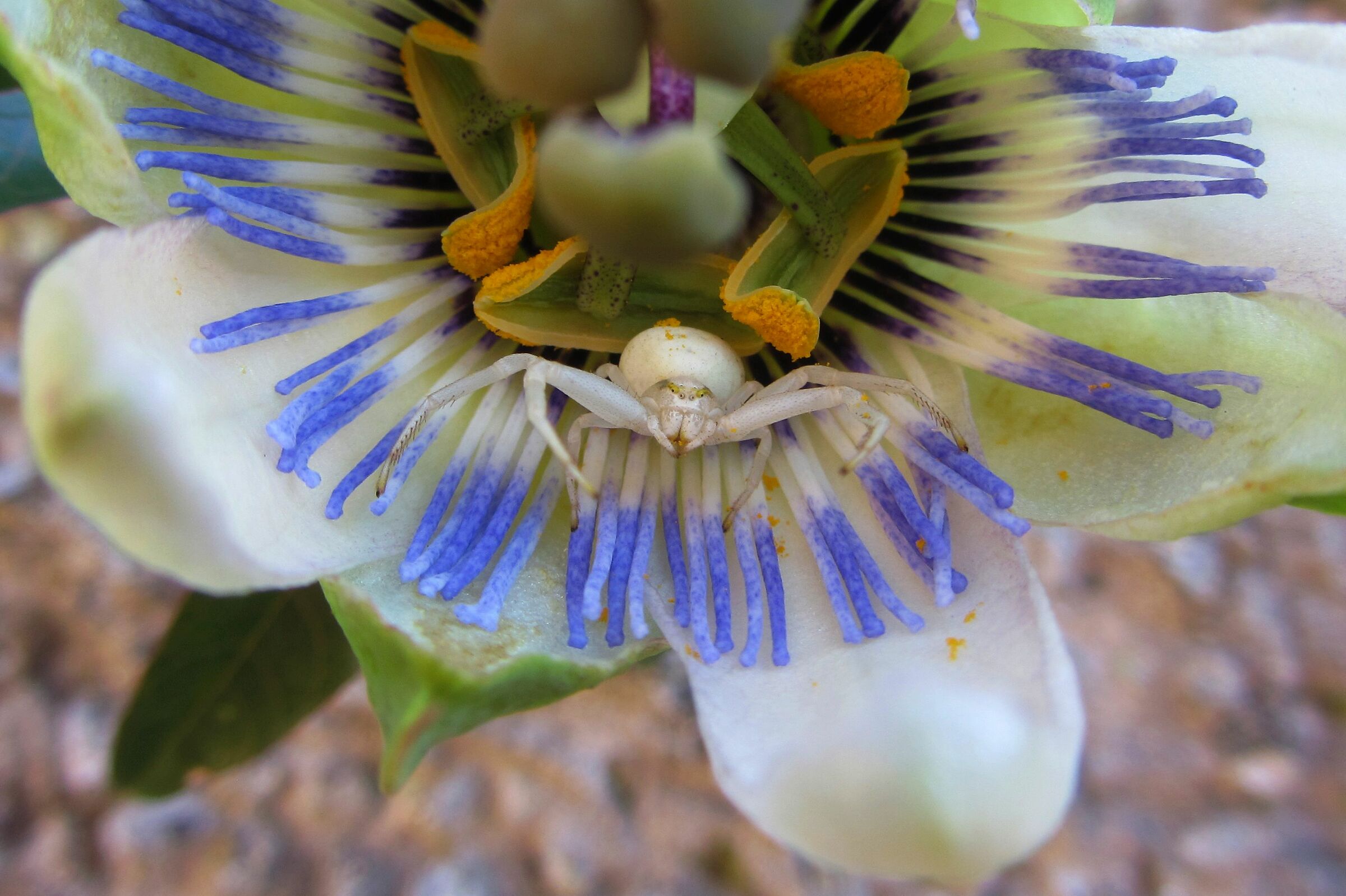 Spider and Passiflora
