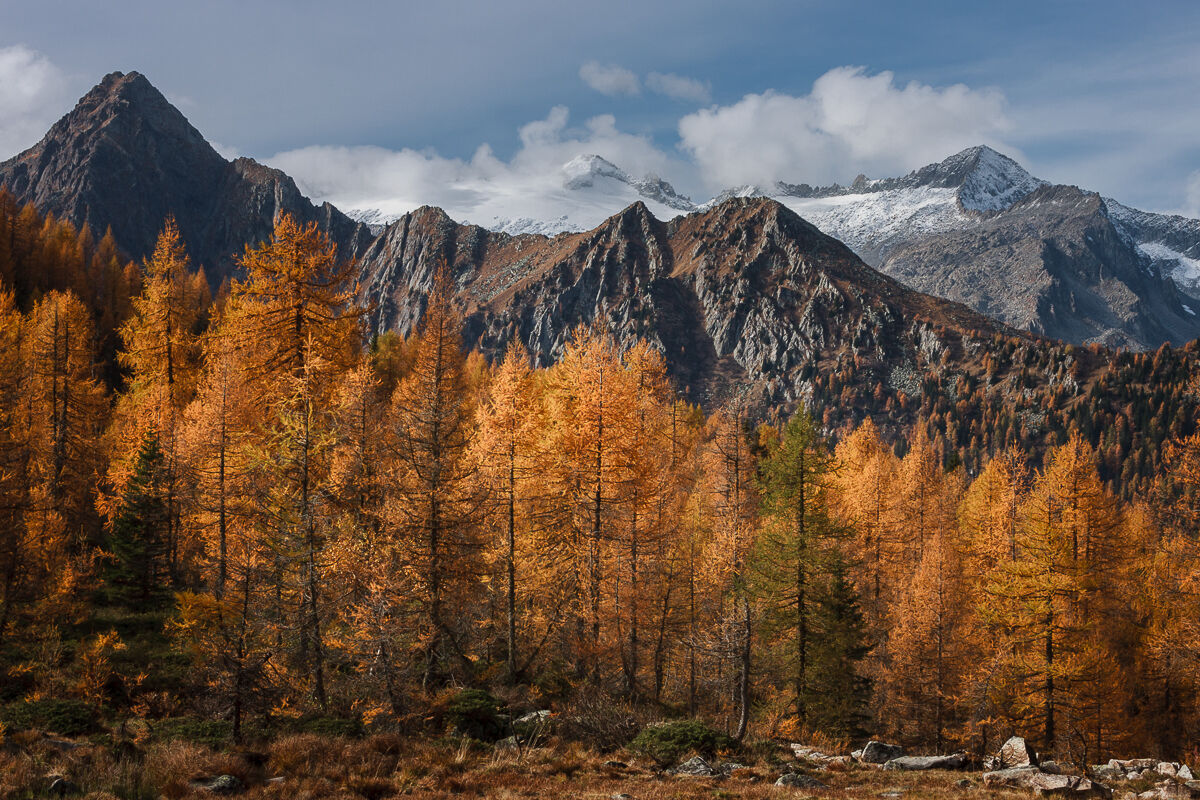 Larici in parata ...