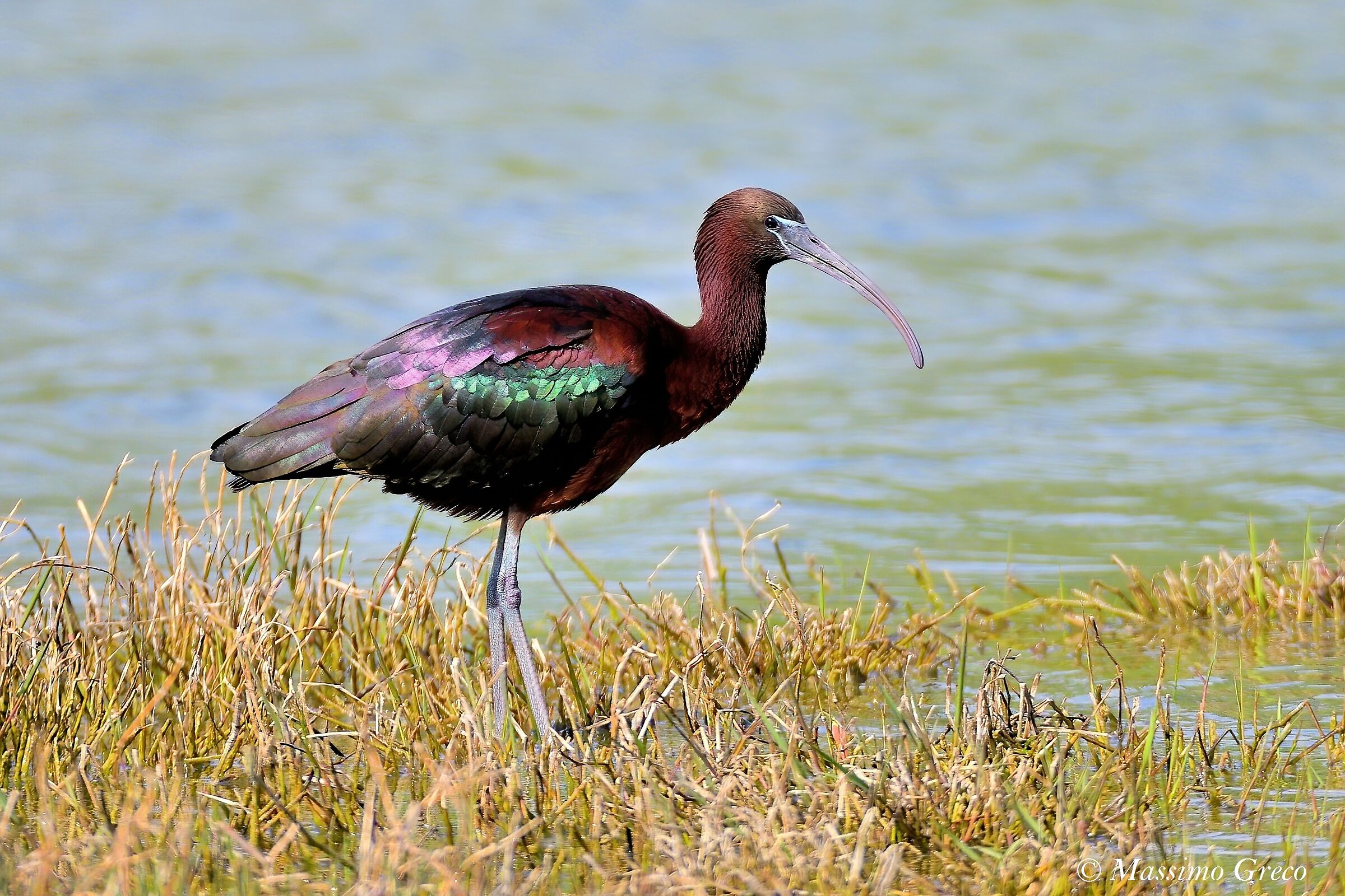 Mignattaio (Plegadis falcinellus)