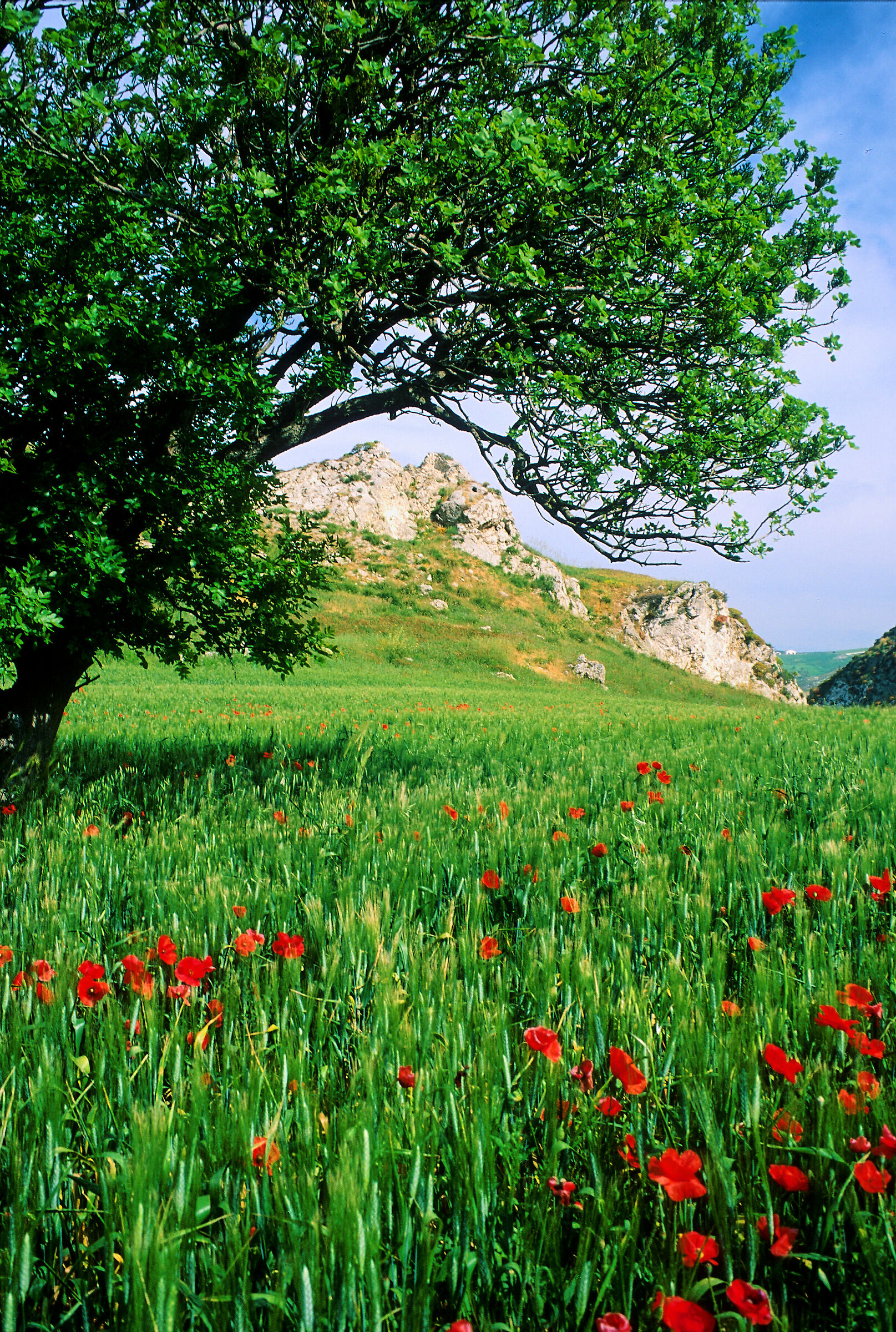 What do you know about a cornfield 2