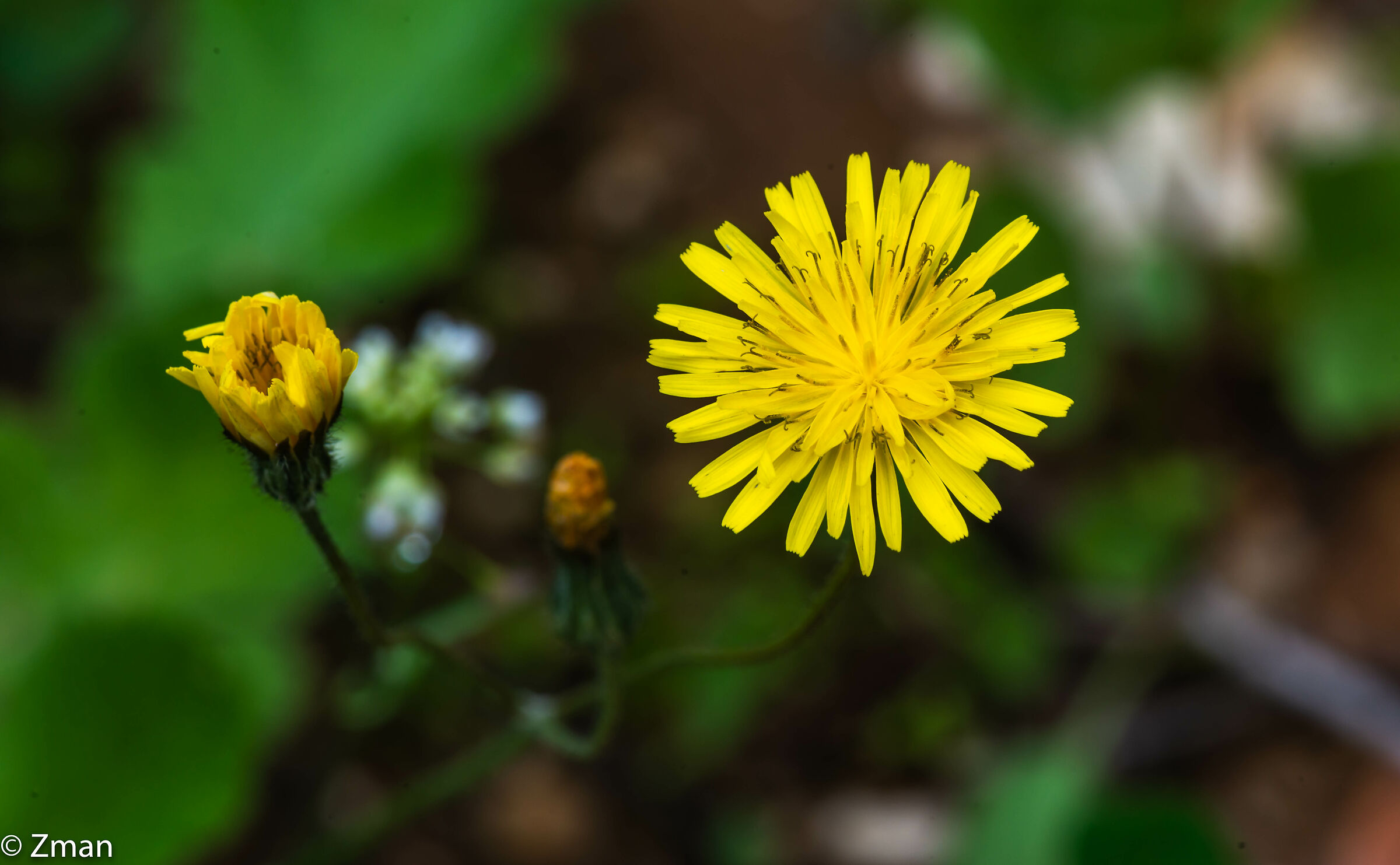 Common Sowthistle Flower