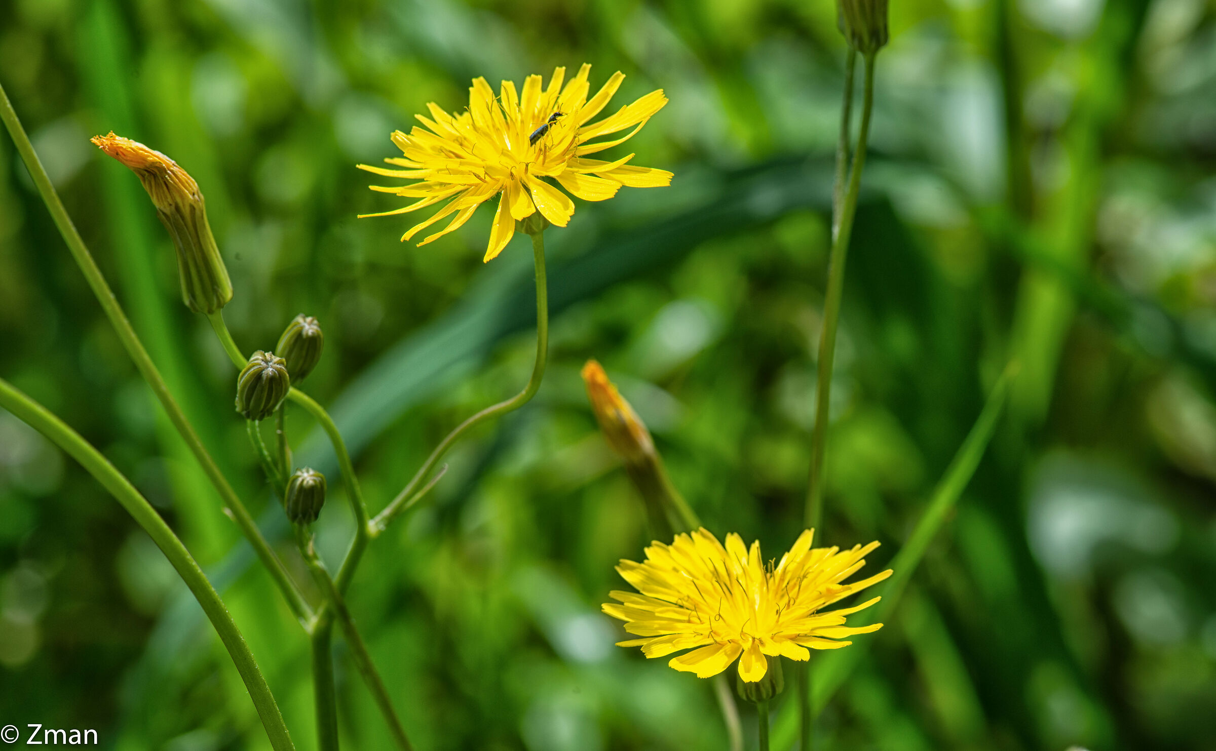 Common Sowthistle Flower