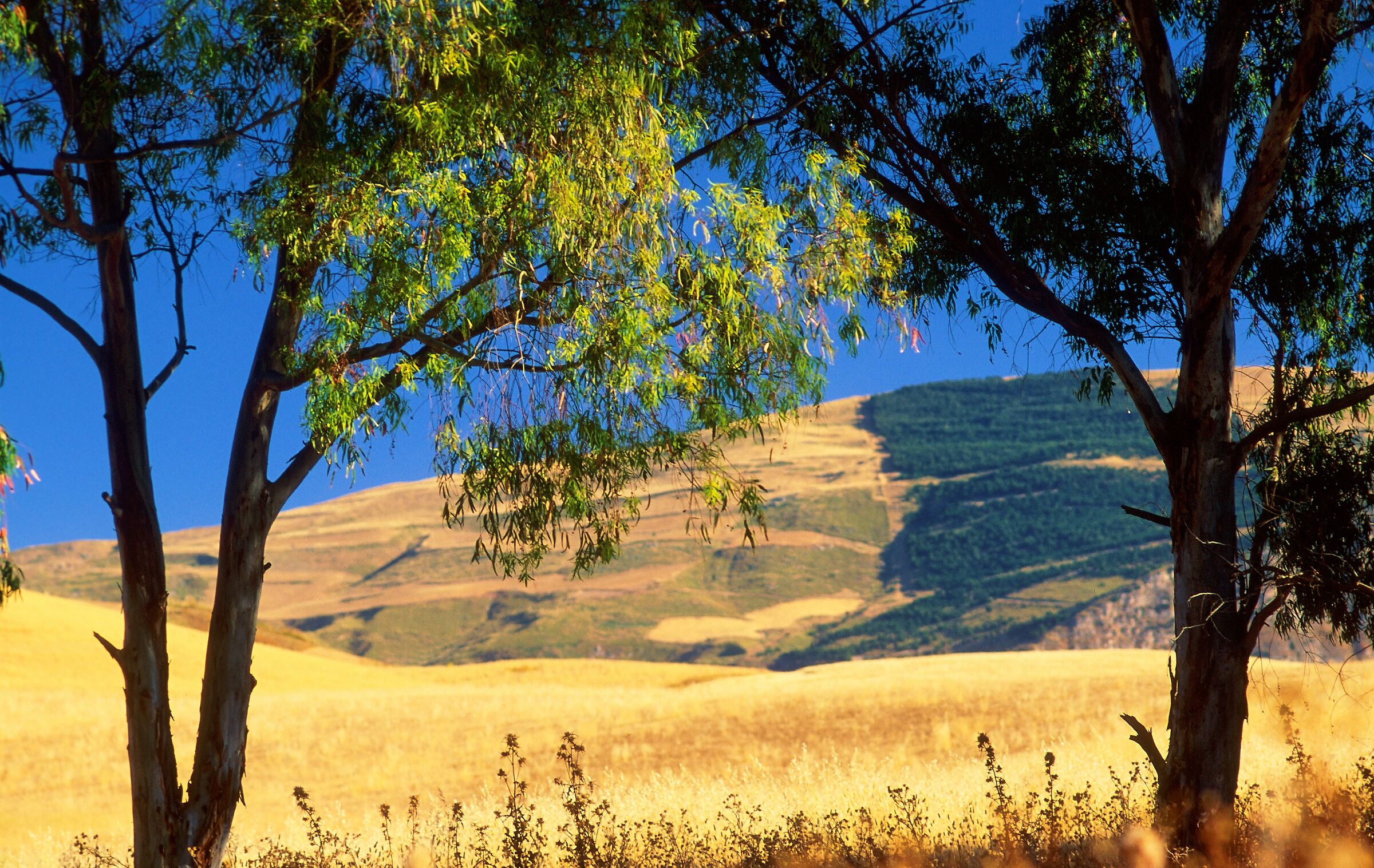 What do you know about a cornfield 3