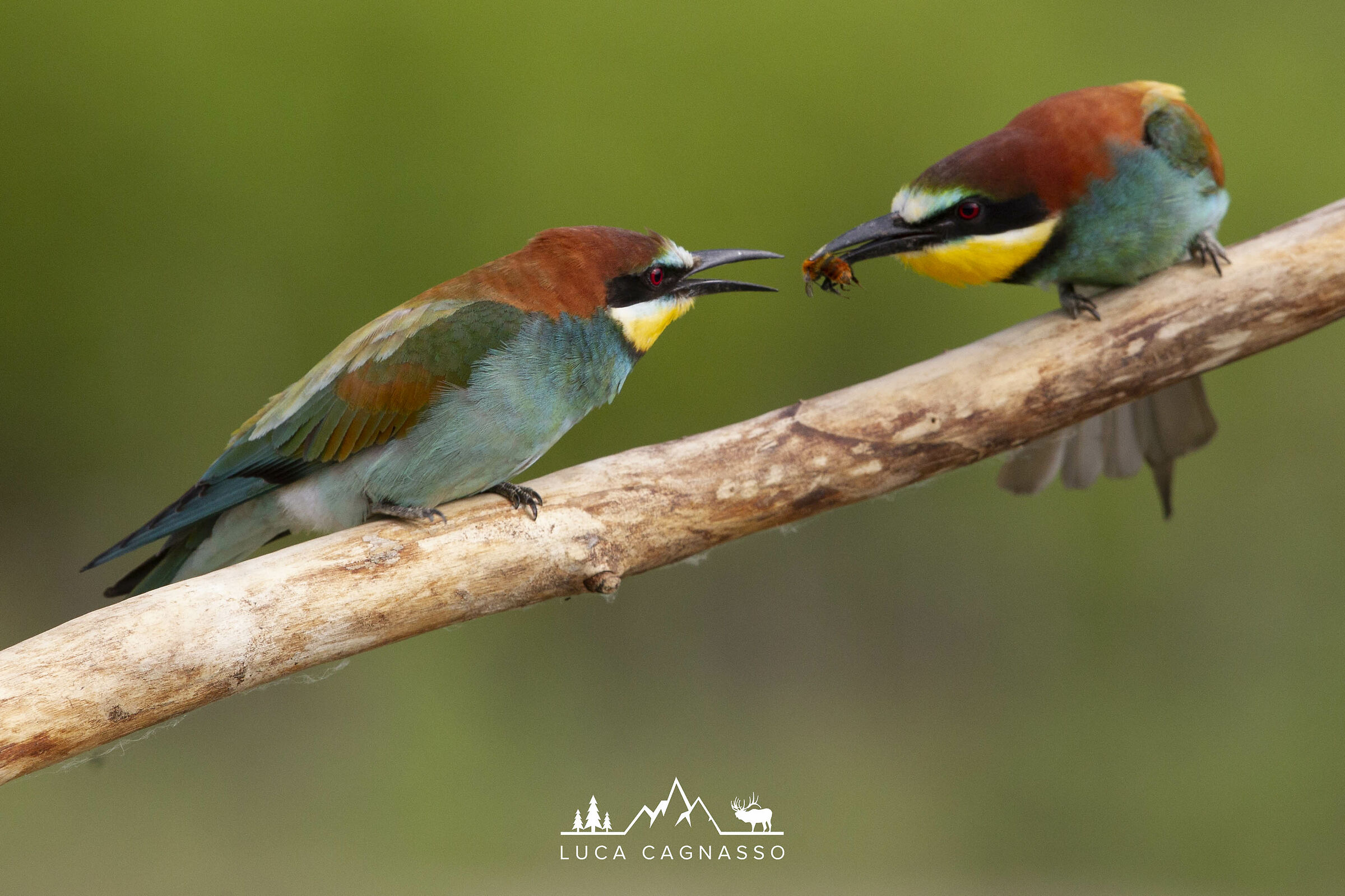 Gruccioni (Merops apiaster)