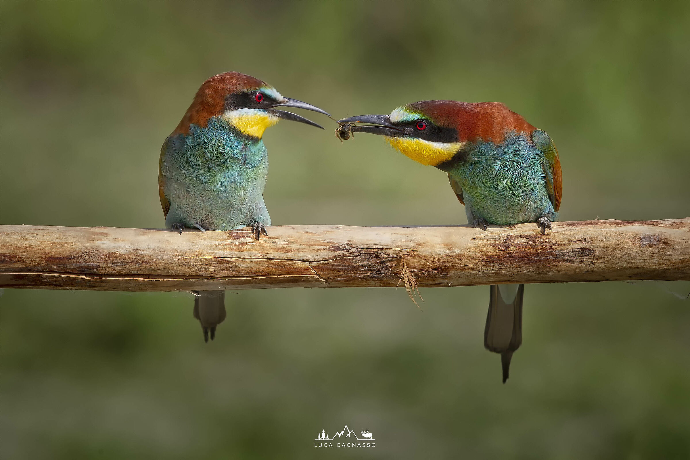 Gruccioni 2 (Merops apiaster)