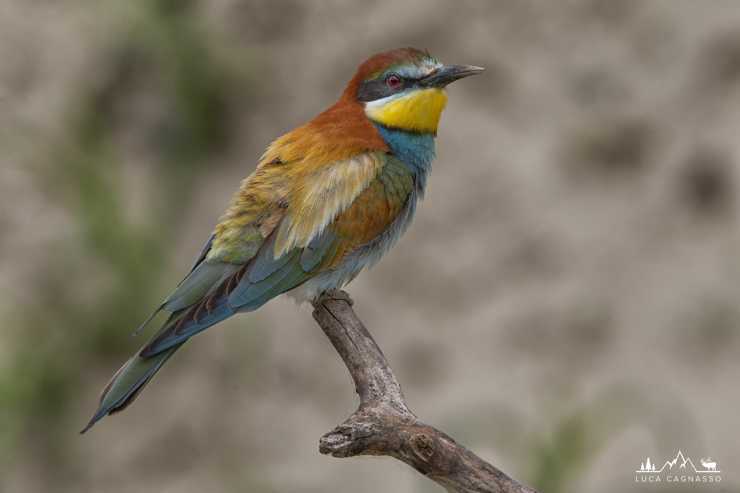 Gruccione (Merops apiaster)