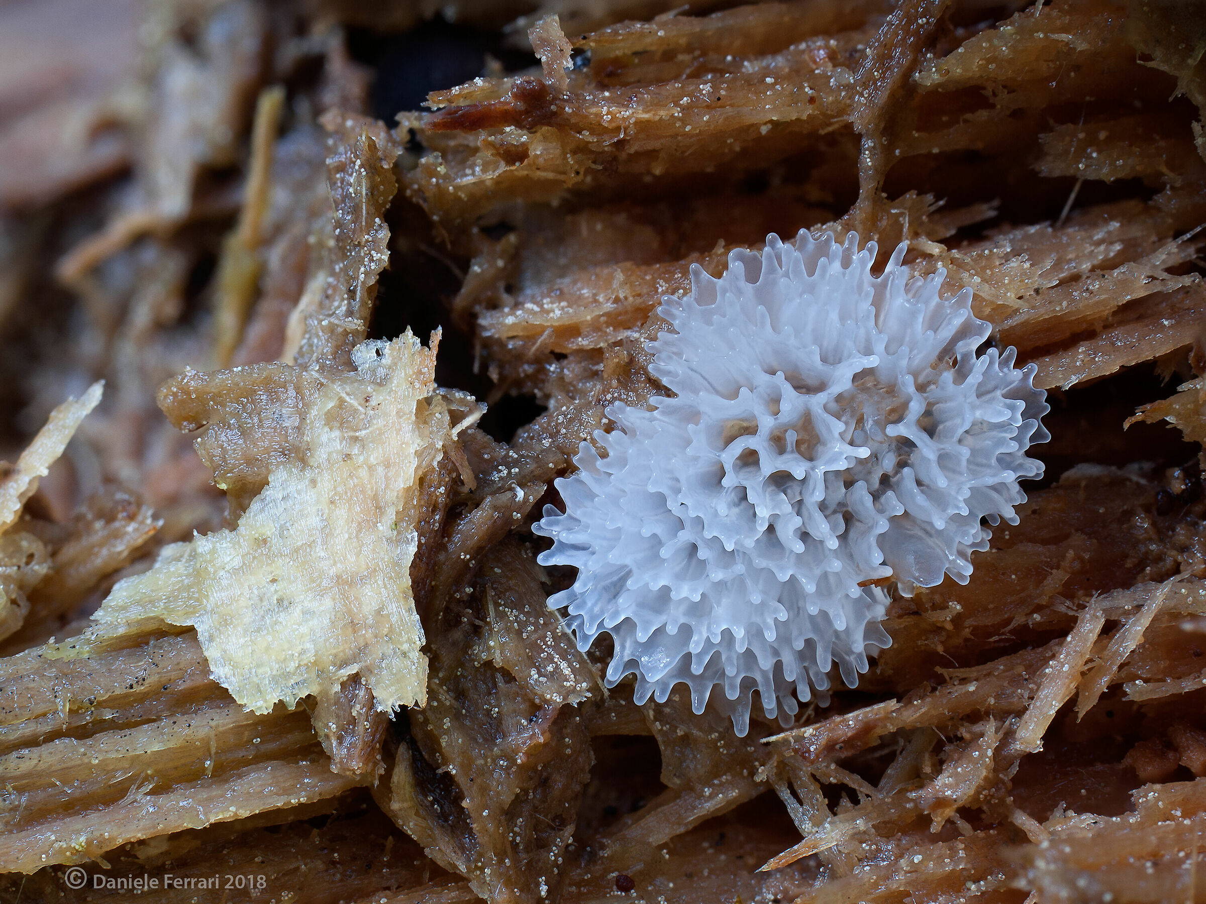 Ceratiomyxa porioides