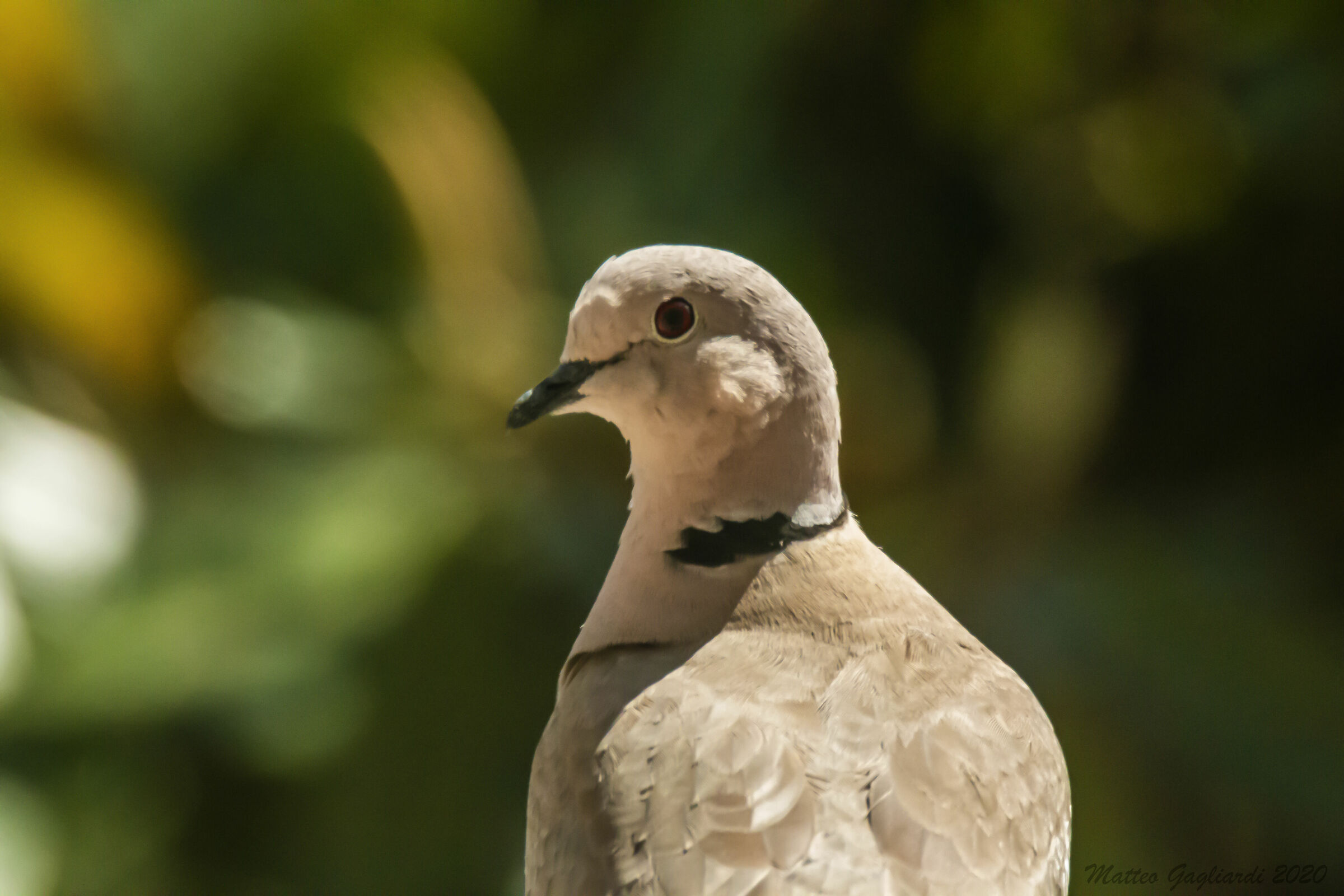 Tortora dal collare