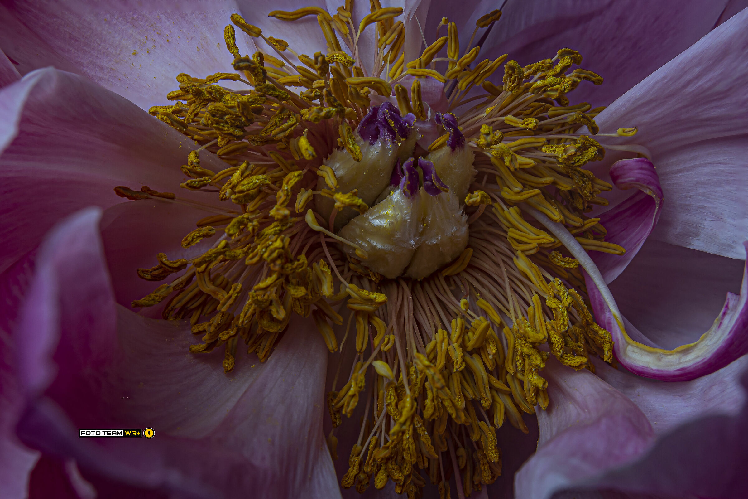 Paeonia