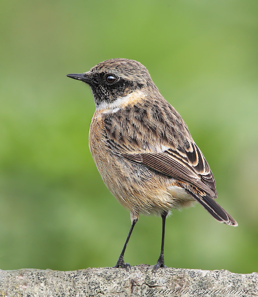 Saltimpalo M (Saxicola torquata)