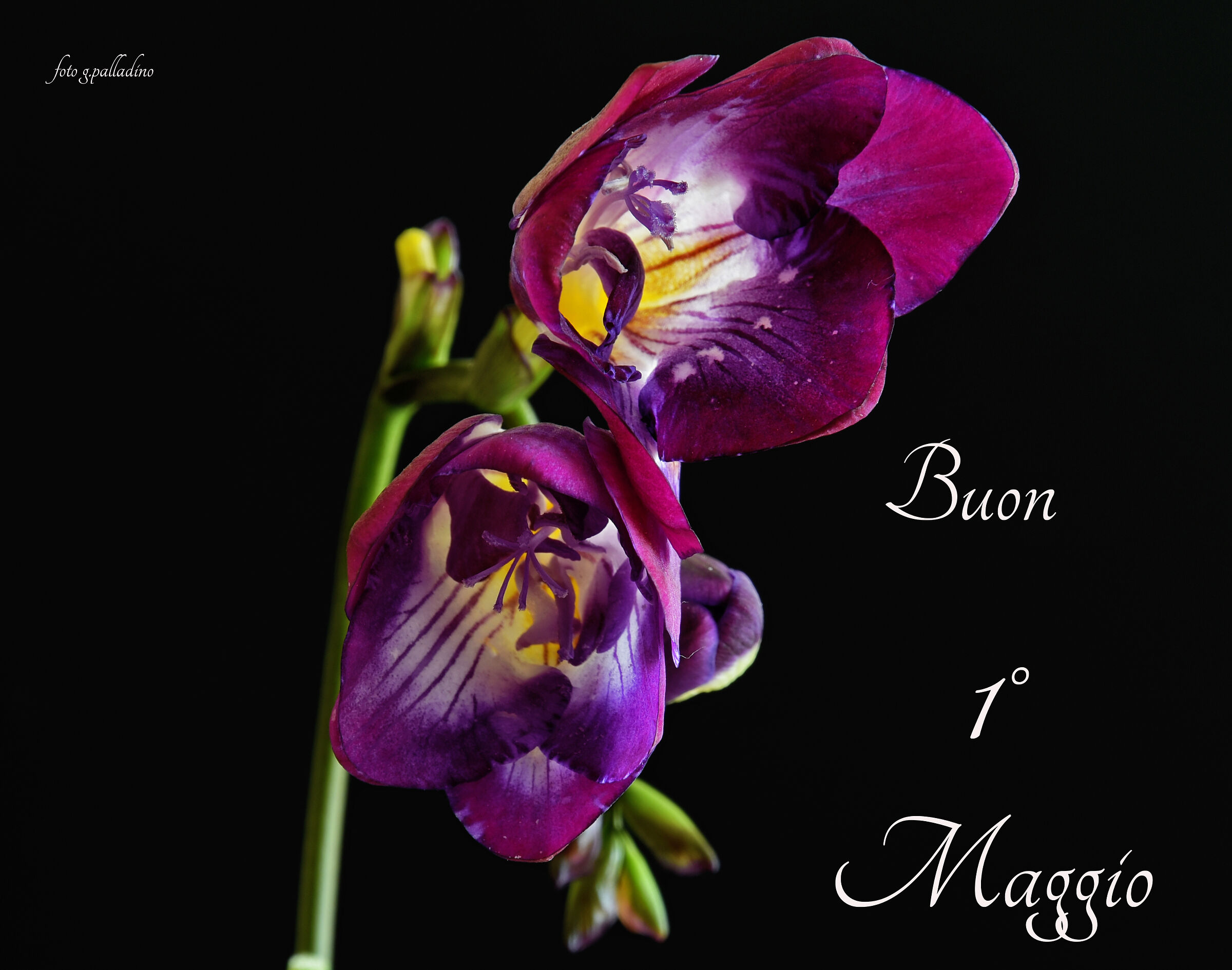 Fresie del 1° maggio