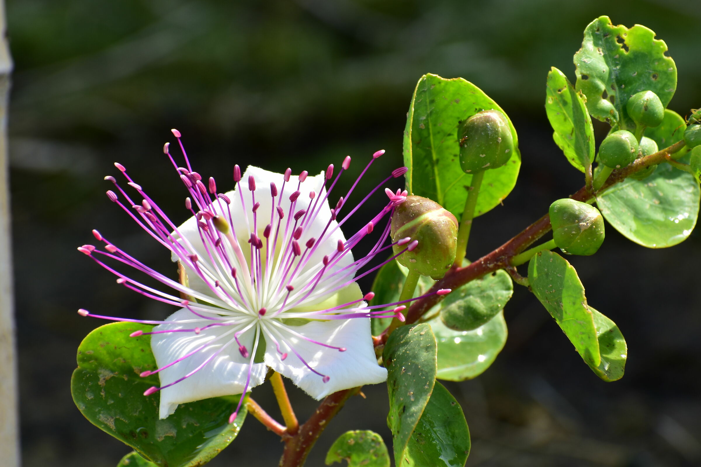 Caper Flower