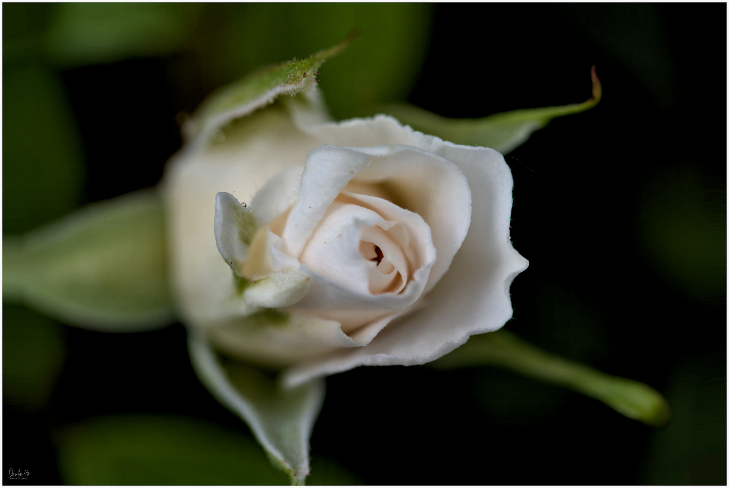 White rose