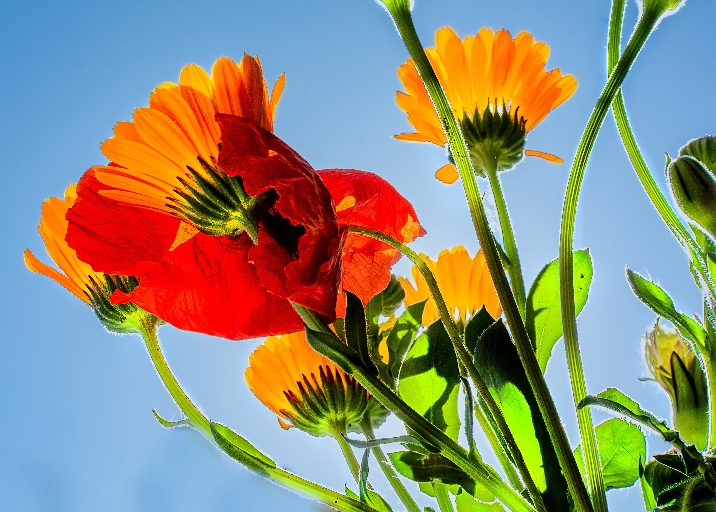 riflessi di quarantena