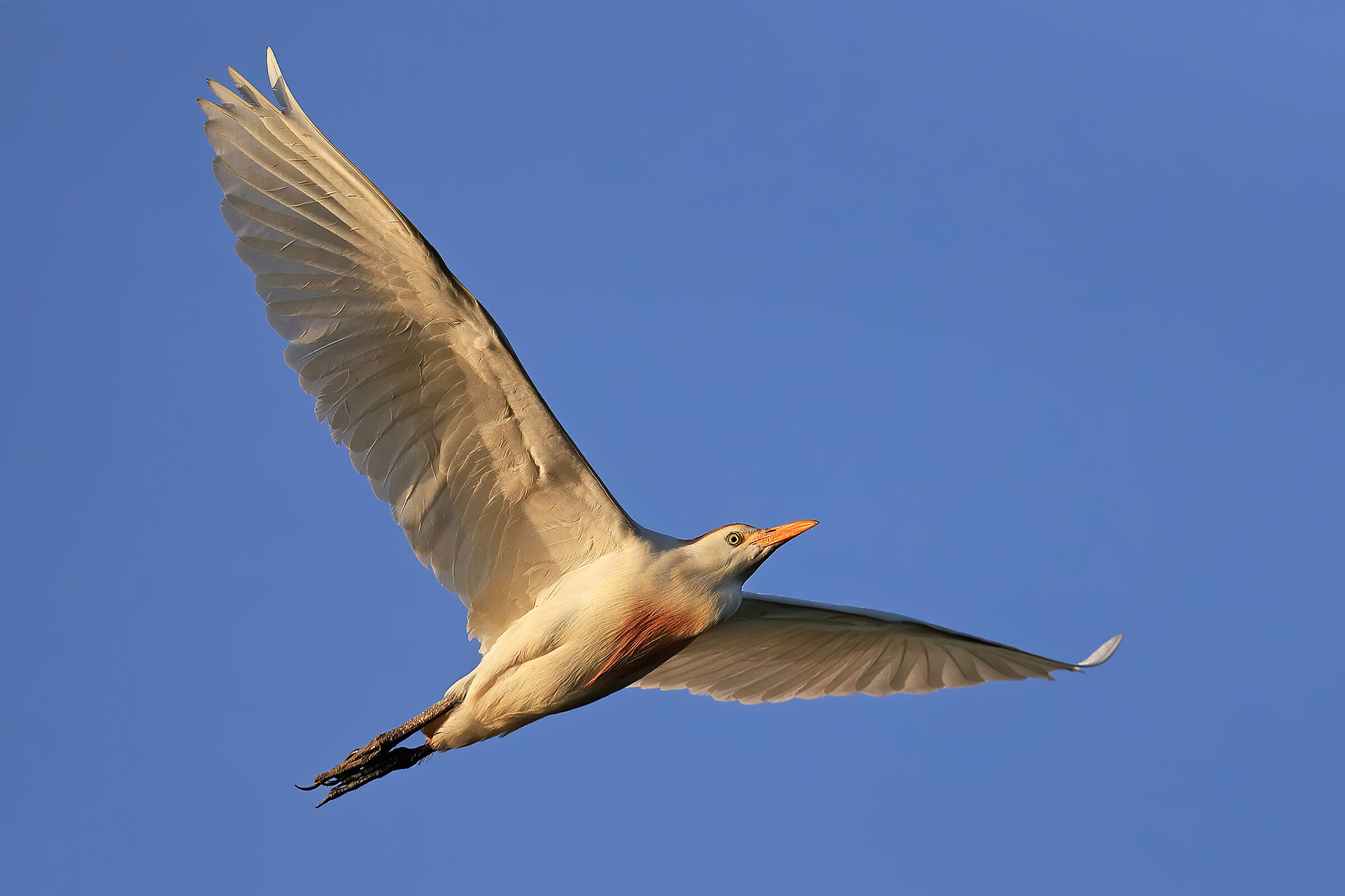 Herrone watchers at sunset