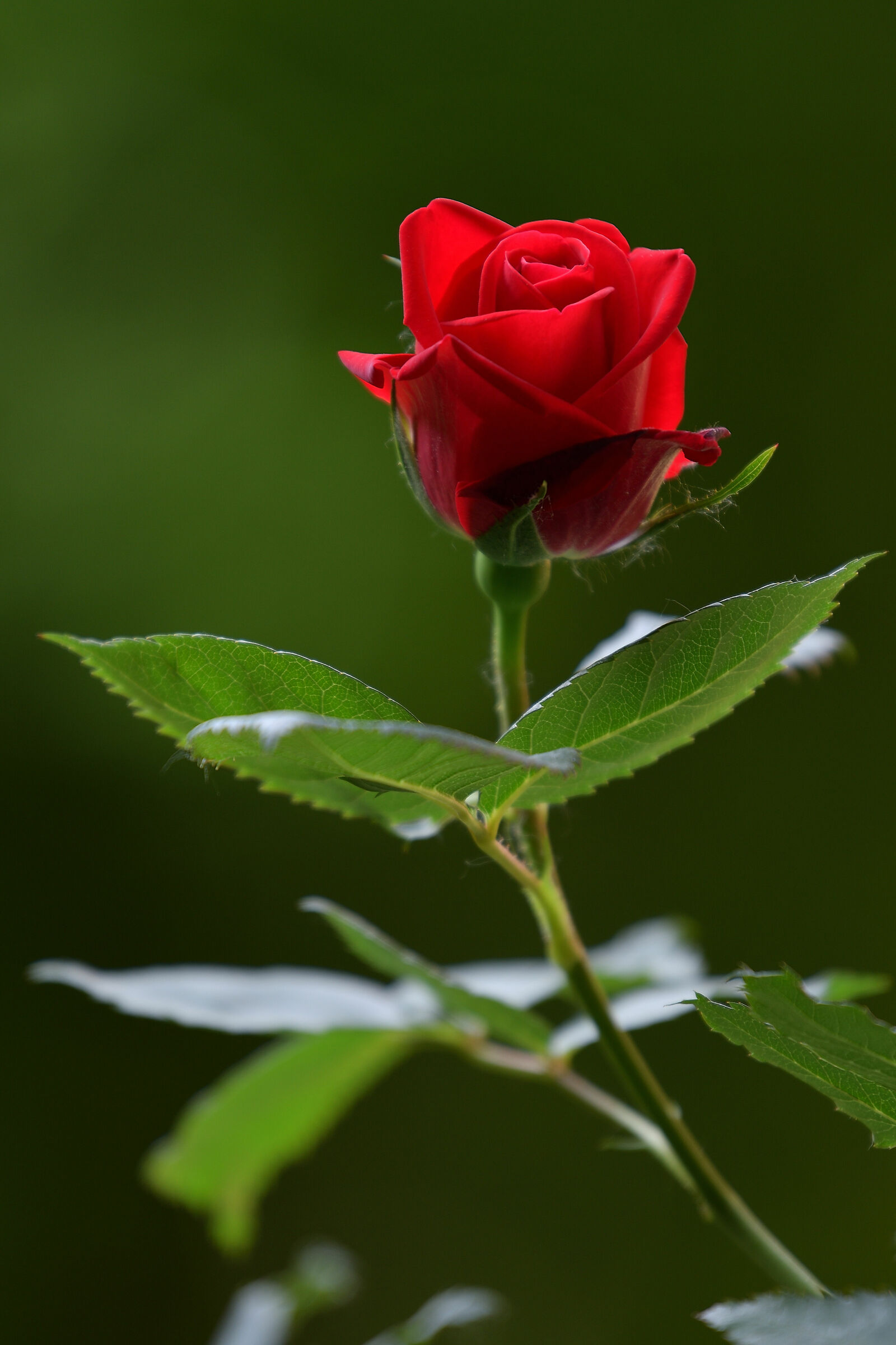 Red rose