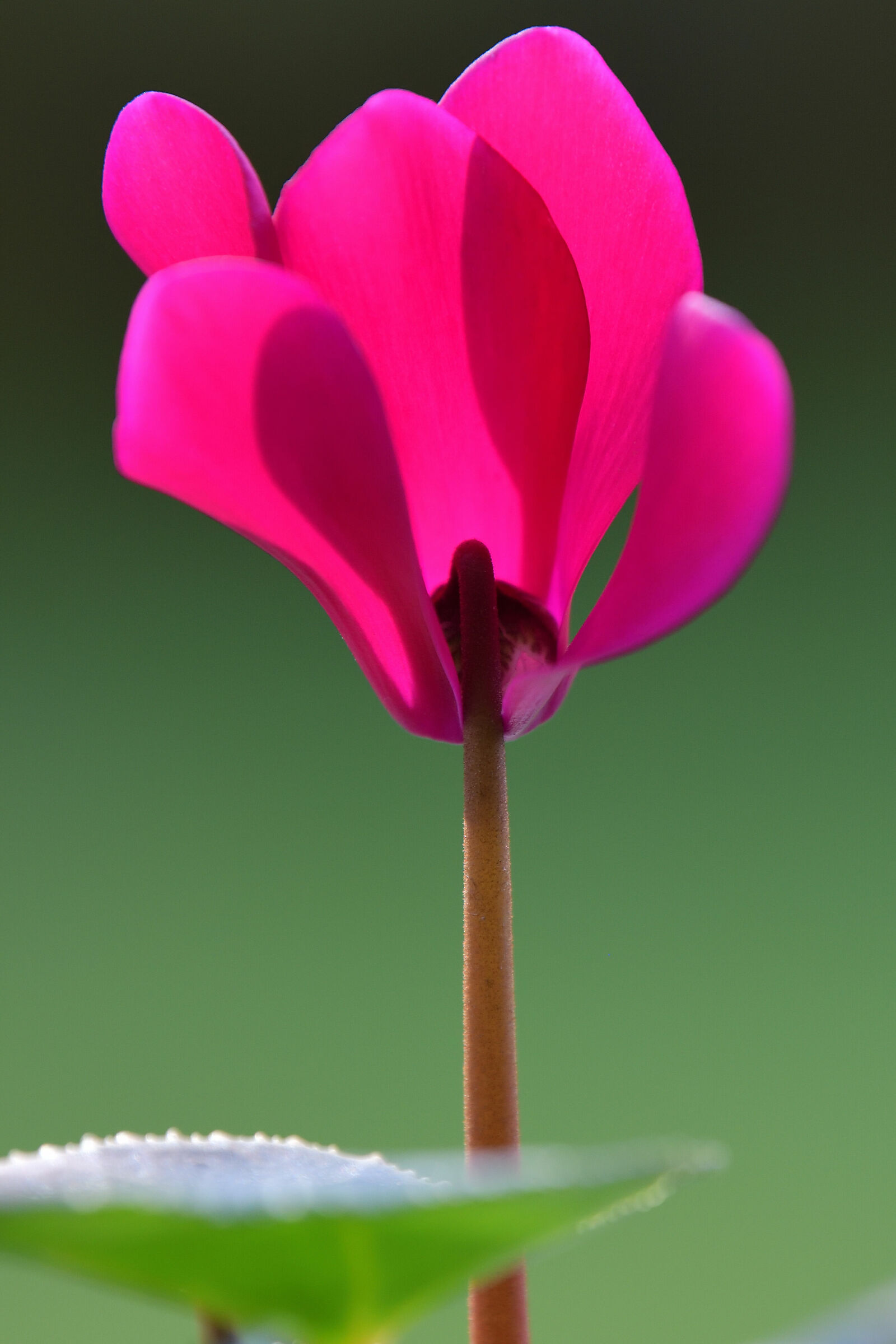 Cyclamen