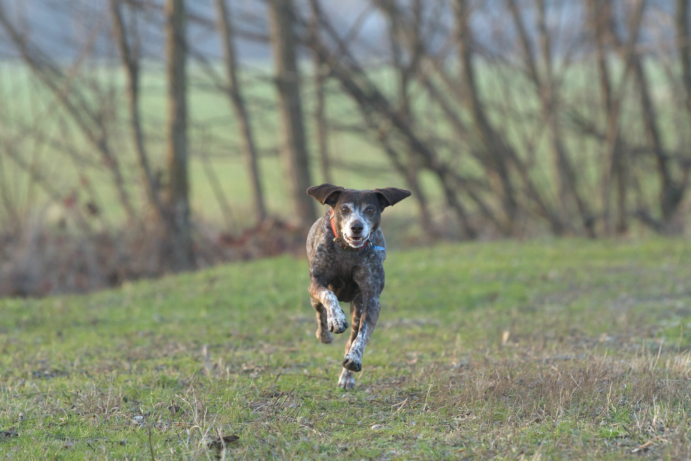 Close Encounters on All Fours