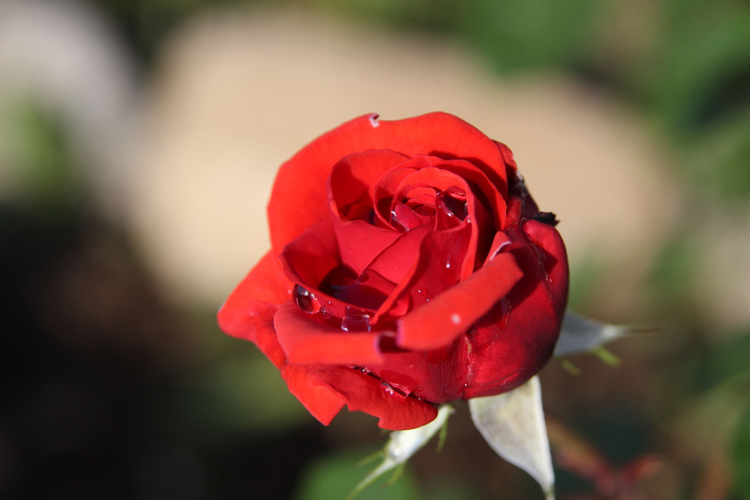 Ti regalerò una rosa