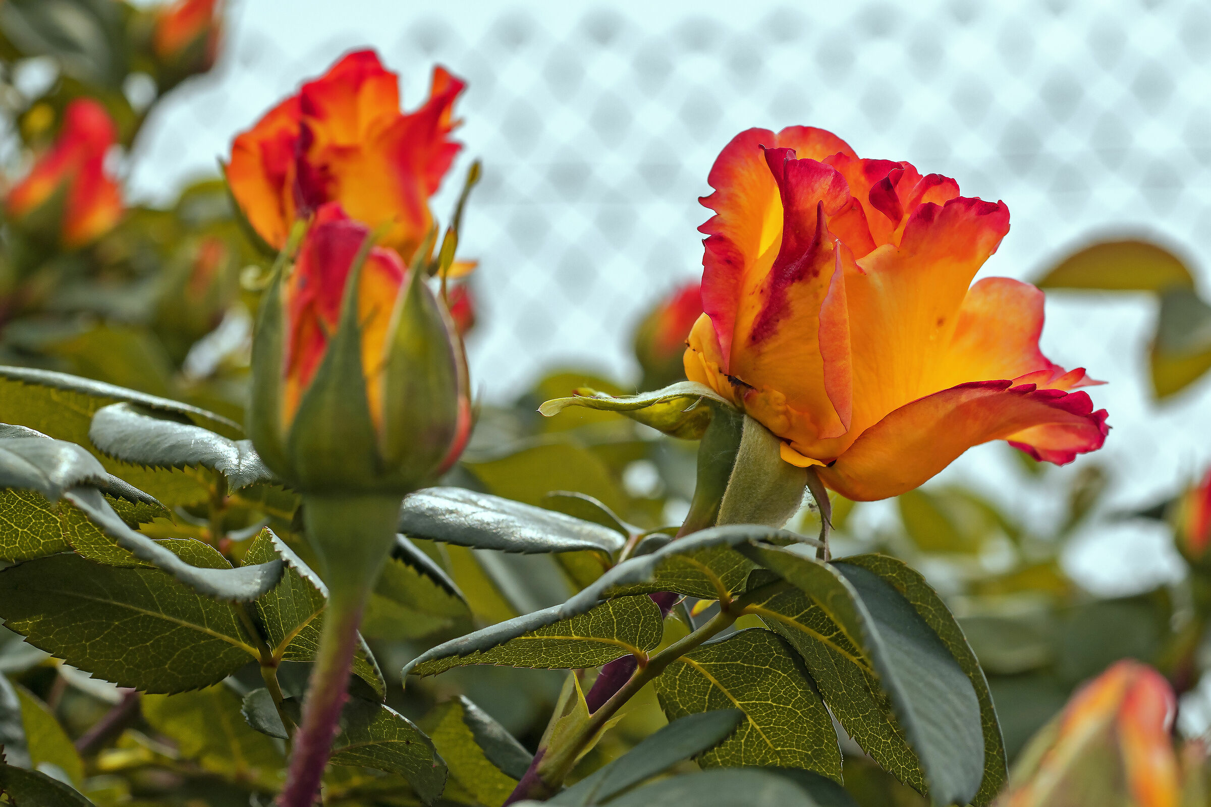 Ancore rose:colpa del virus