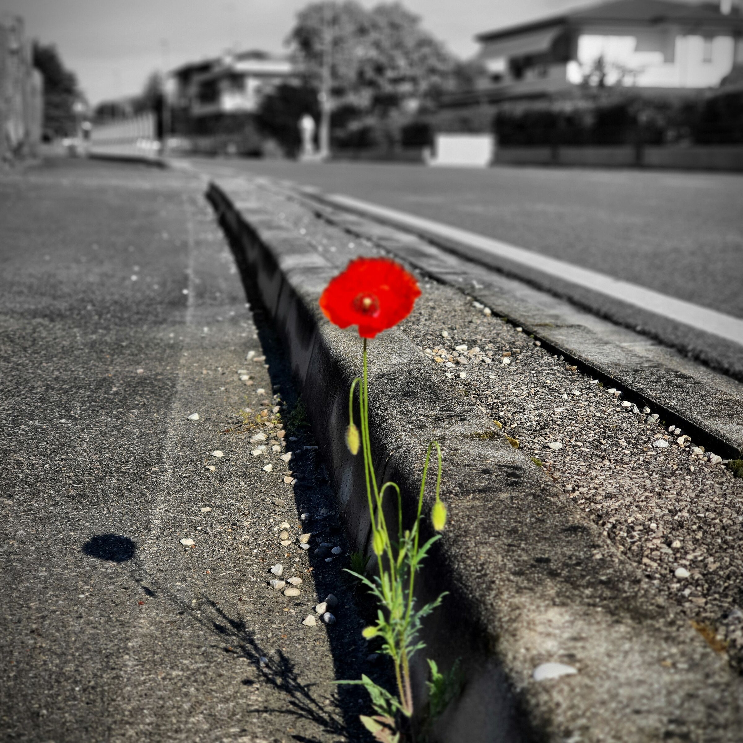 Street... Bocca di Strada Tv