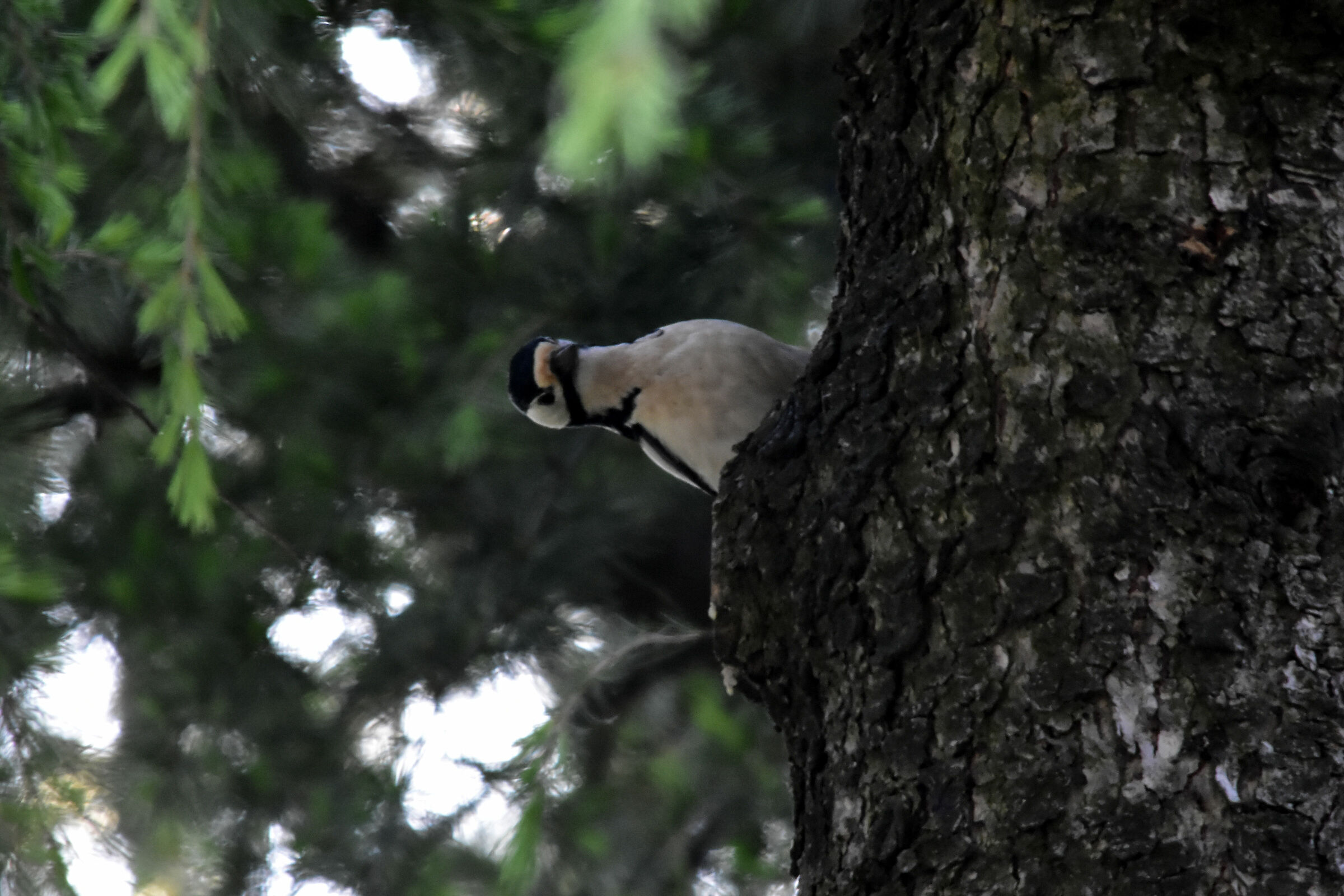 picchio rosso maggiore